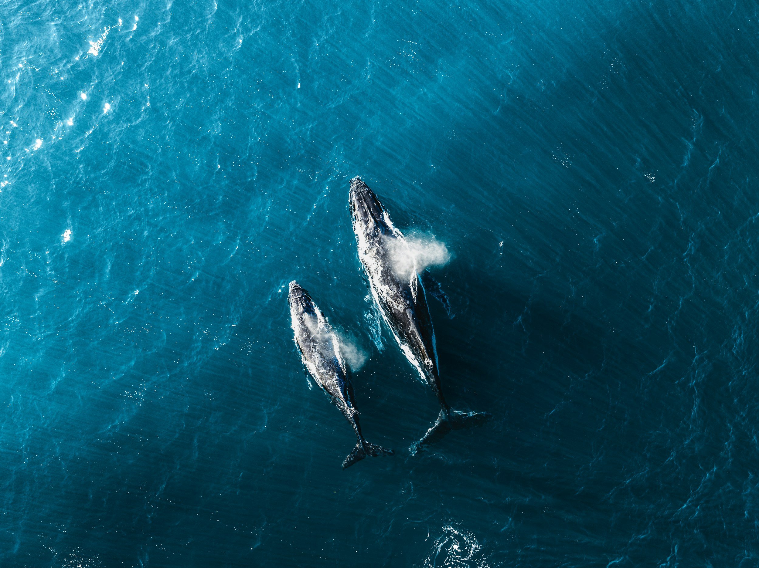 Aerial view of three whales swimming in the ocean.