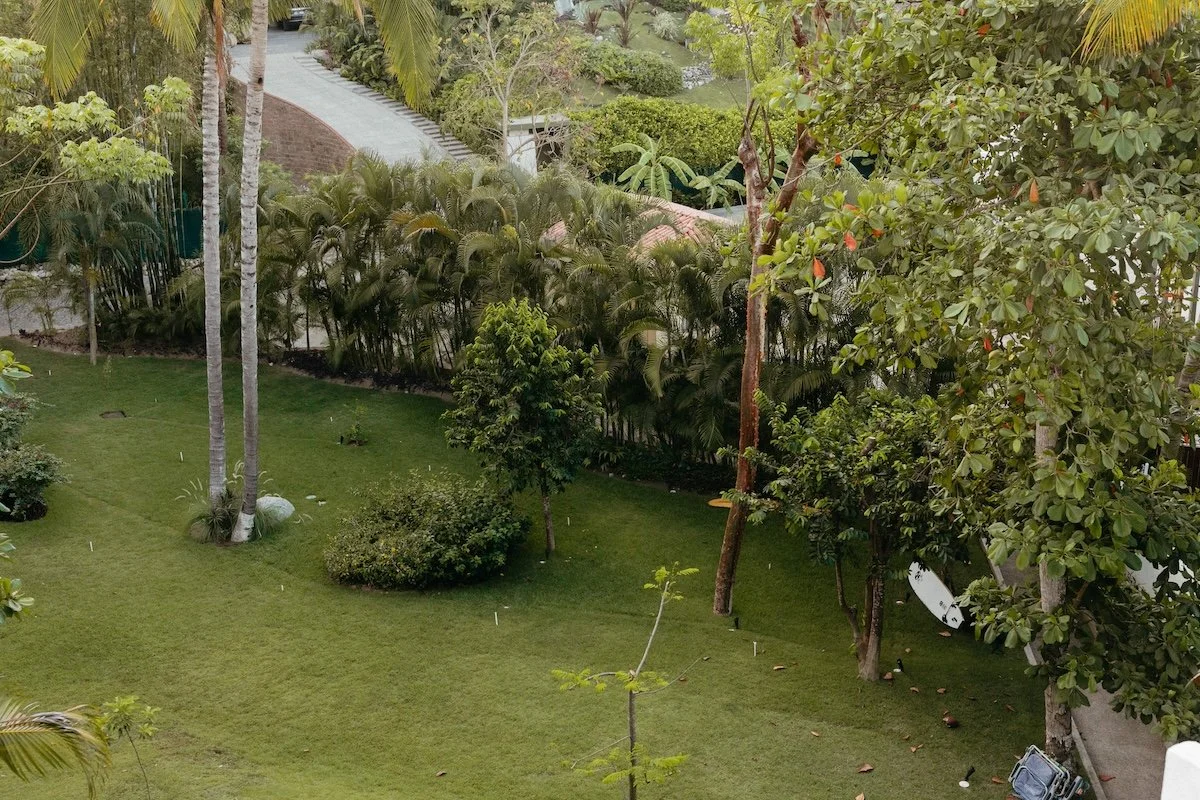Lush tropical garden with tall palm trees, dense bushes, and a manicured lawn.