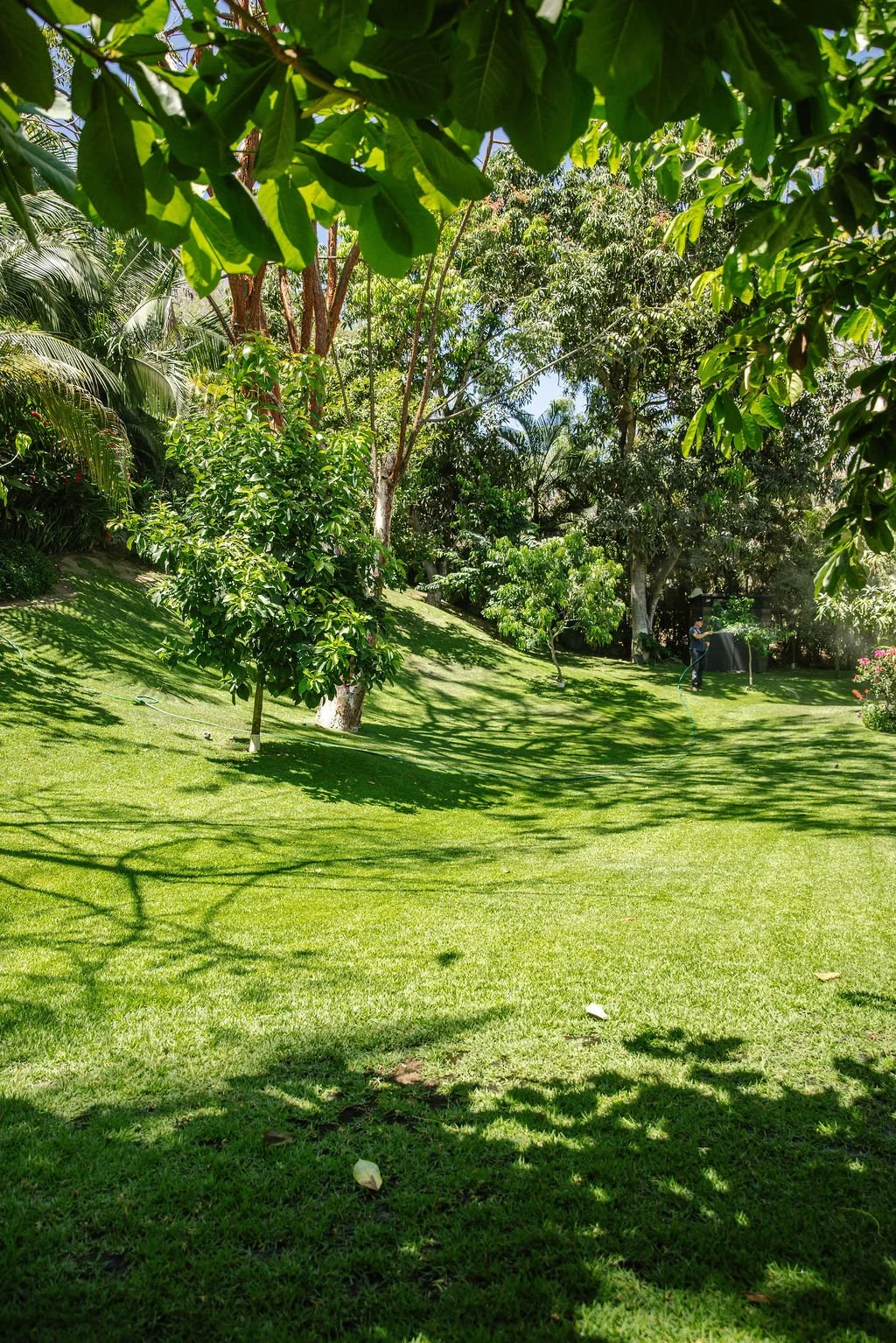 Lush green garden with various trees and plants, sunny weather, and a person in the background watering plants.
