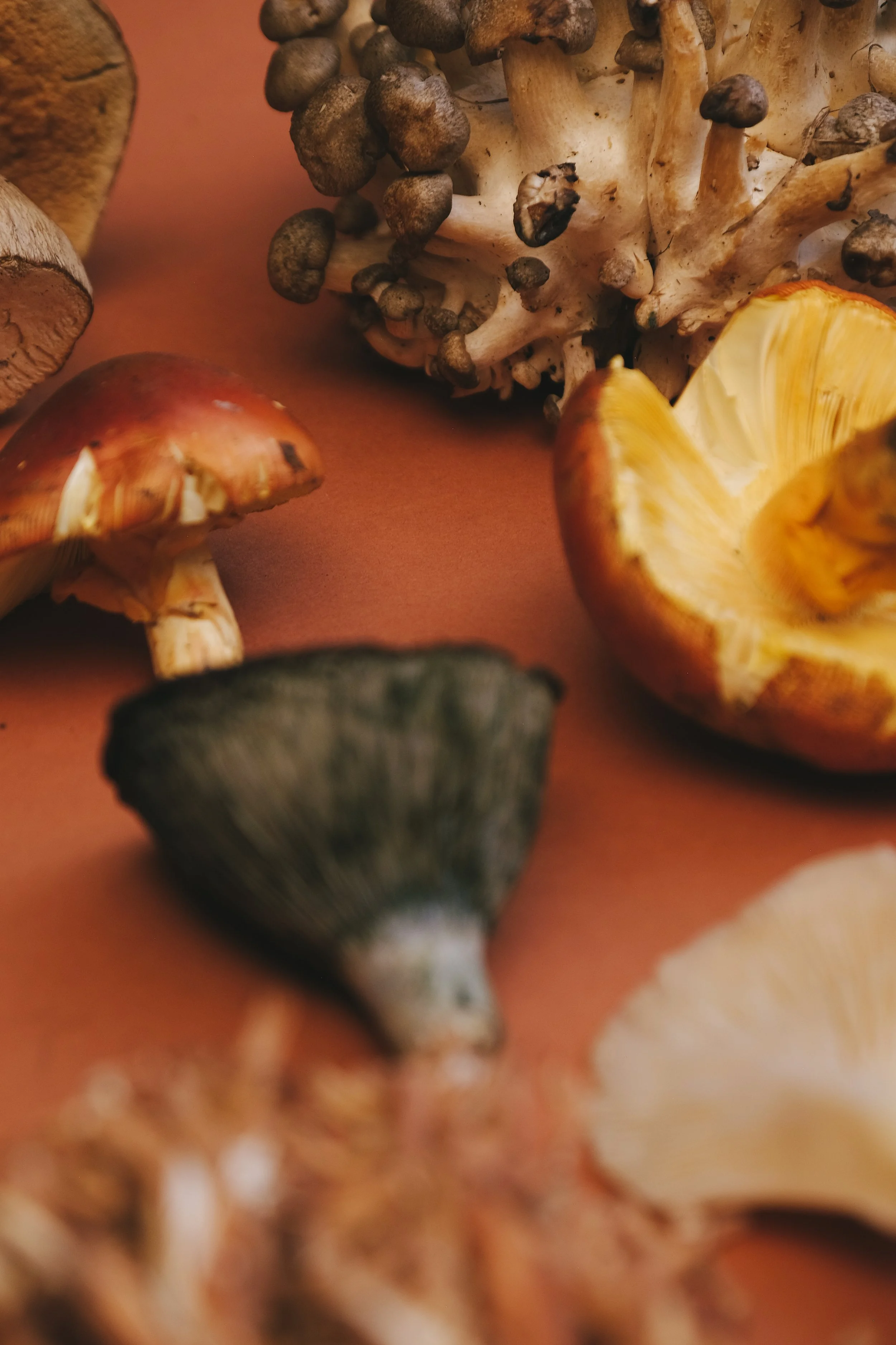 Primer plano de varios hongos silvestres diversos, incluyendo hongos con sombreros color naranja, marrón y gris, algunos con manchas oscuras, en diferentes formas y tamaños.