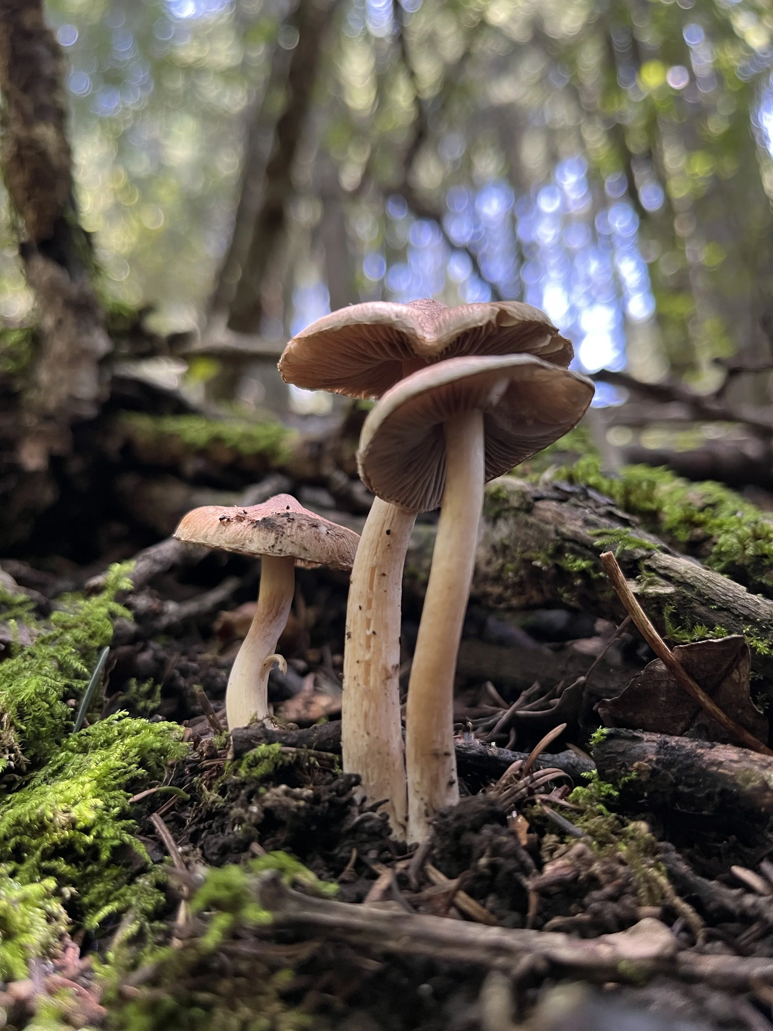 Fungi Recorrido
