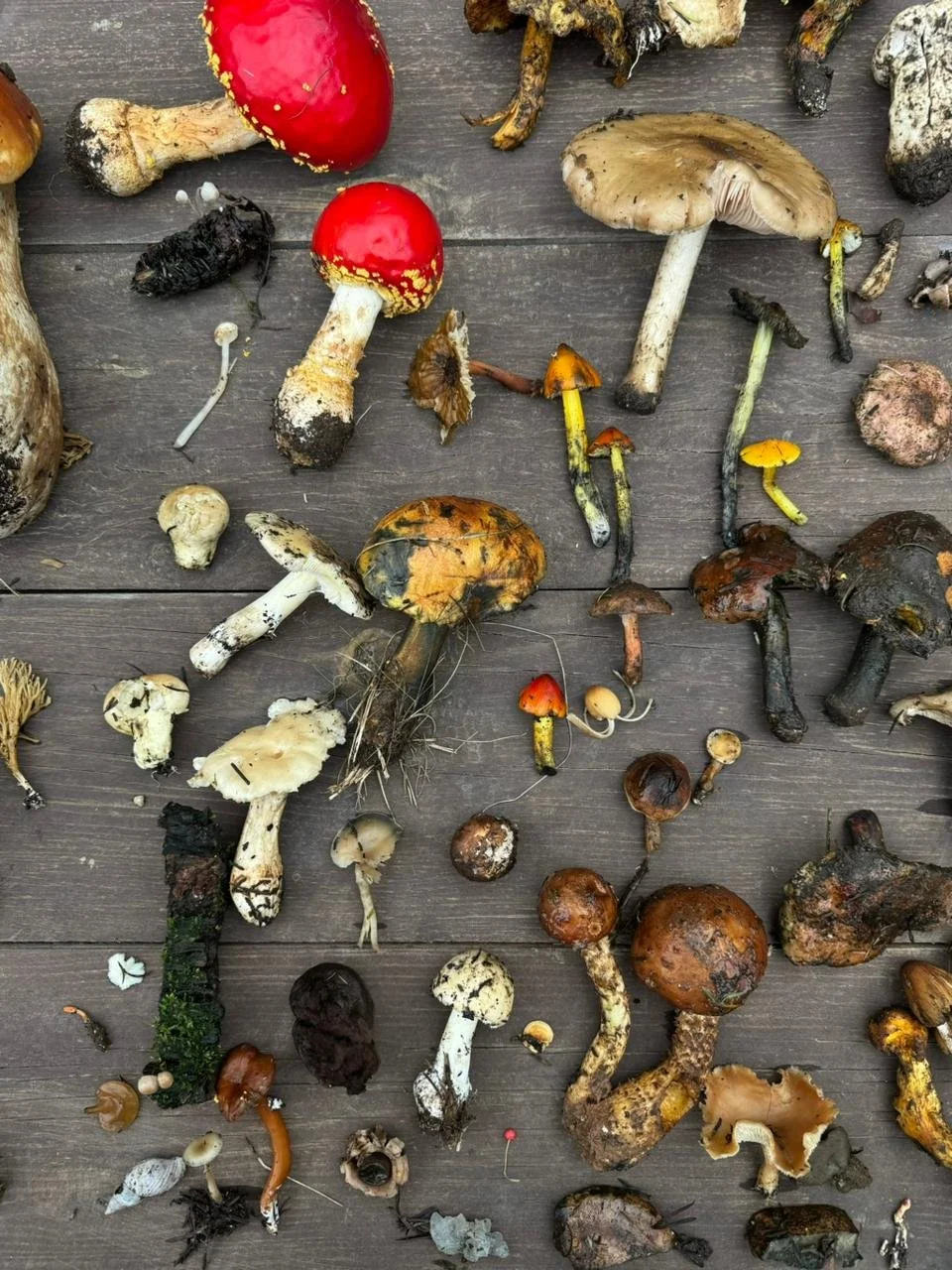 Recolección de hongos silvestres de diferentes tamaños y colores dispuestos sobre una superficie de madera.