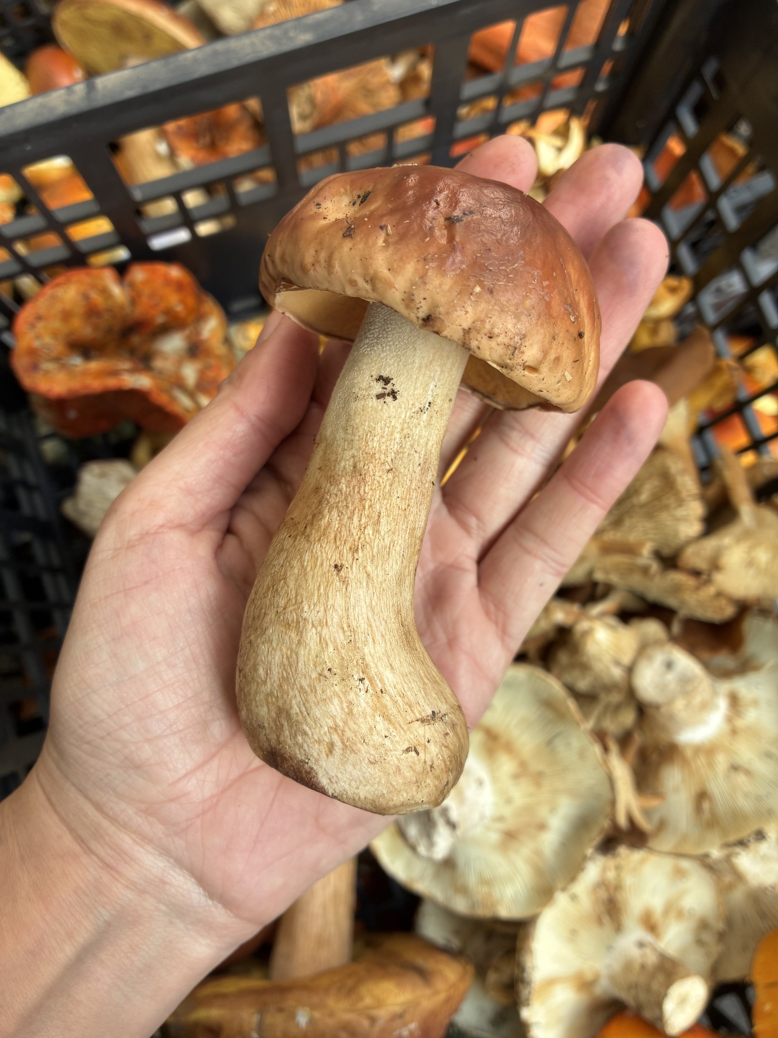 Cansata Hongos 1/2kg SIN ENVÍO