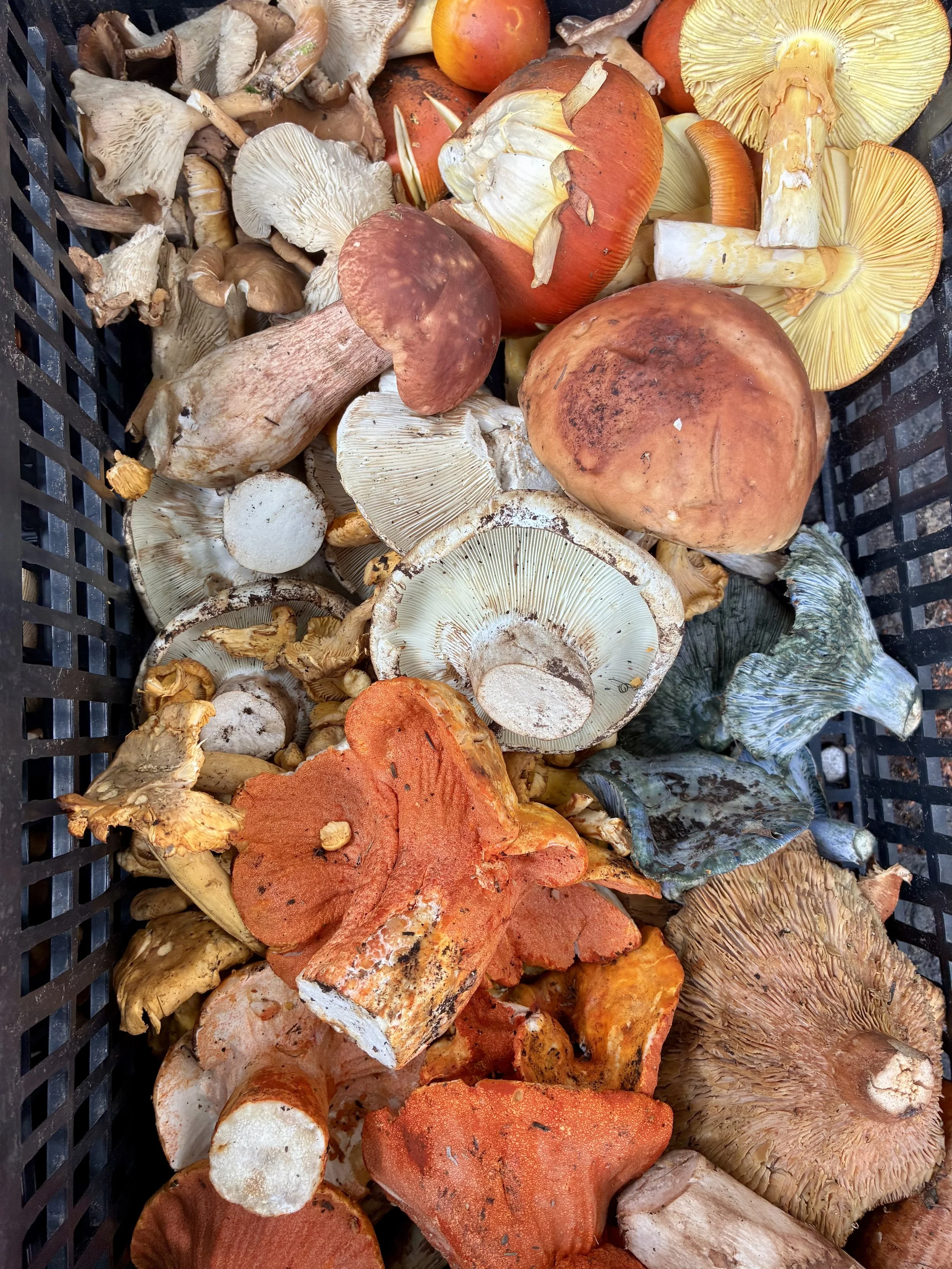 Canasta de Hongos 1kg + envío