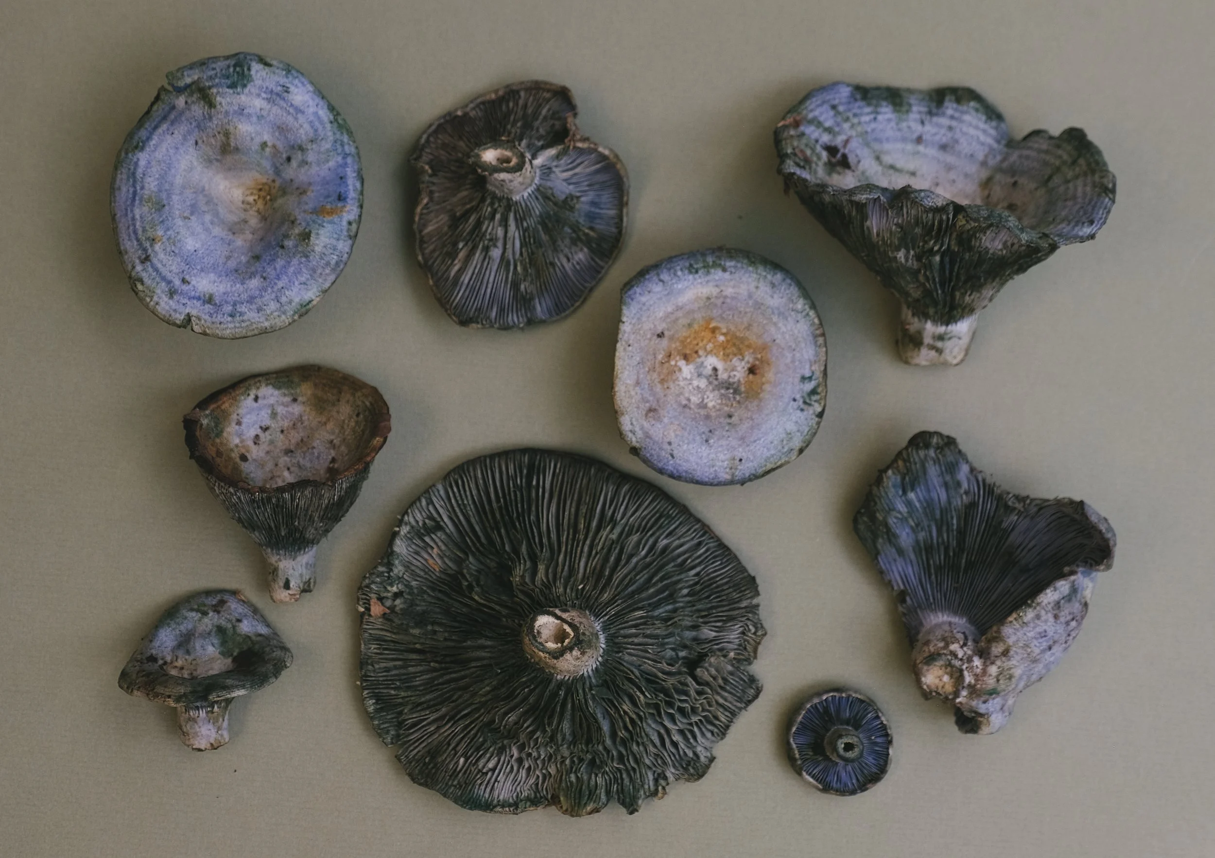 Conjunto de hongos secos de color gris y negro dispuestos sobre una superficie plana. Lactarius índigo o azulitos.