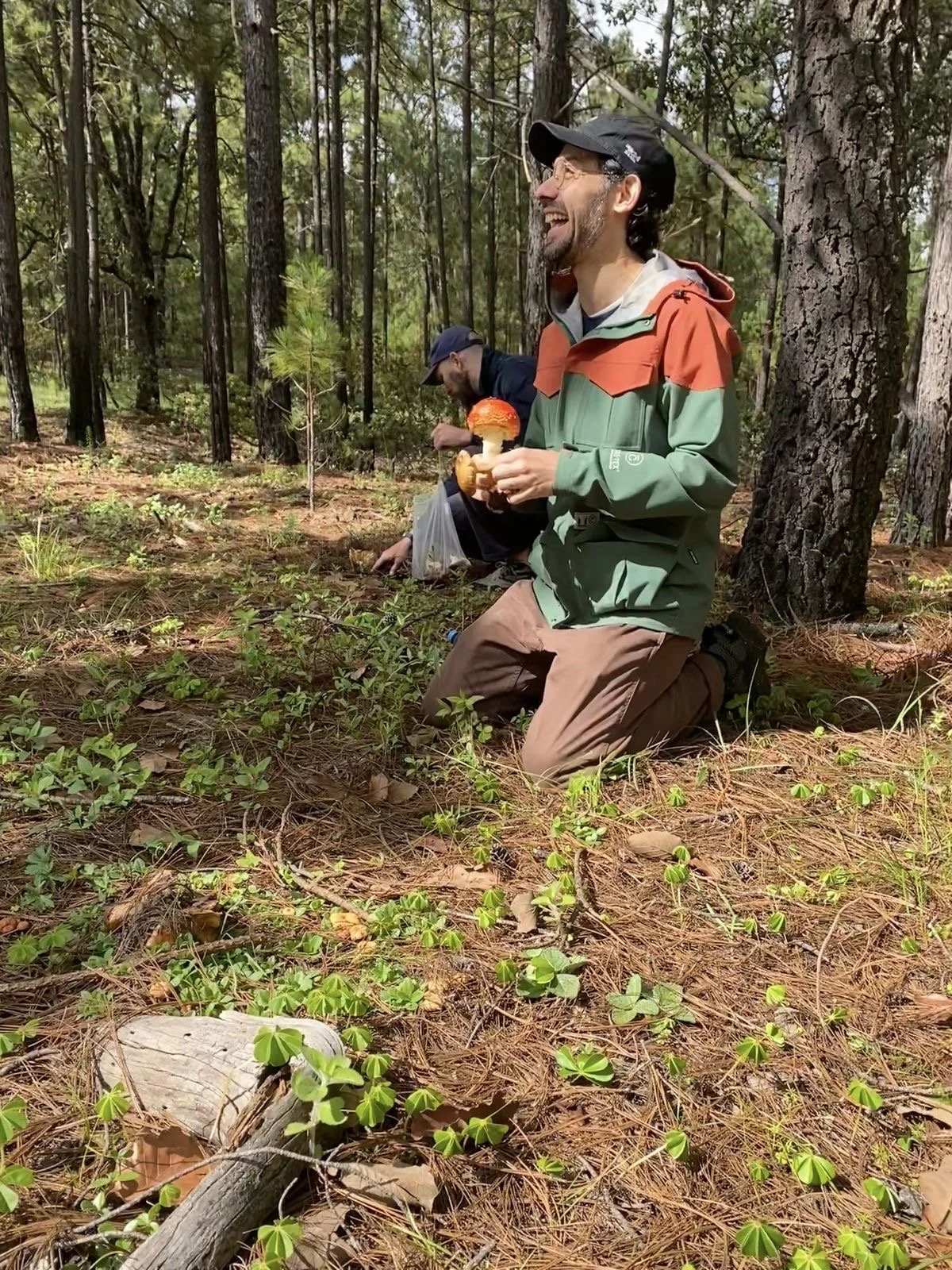 Hombre en un bosque de pinos, una de ellas está de rodillas en el suelo y sosteniendo un hongo comestible, ambos parecen felices y están rodeados de vegetación y árboles.