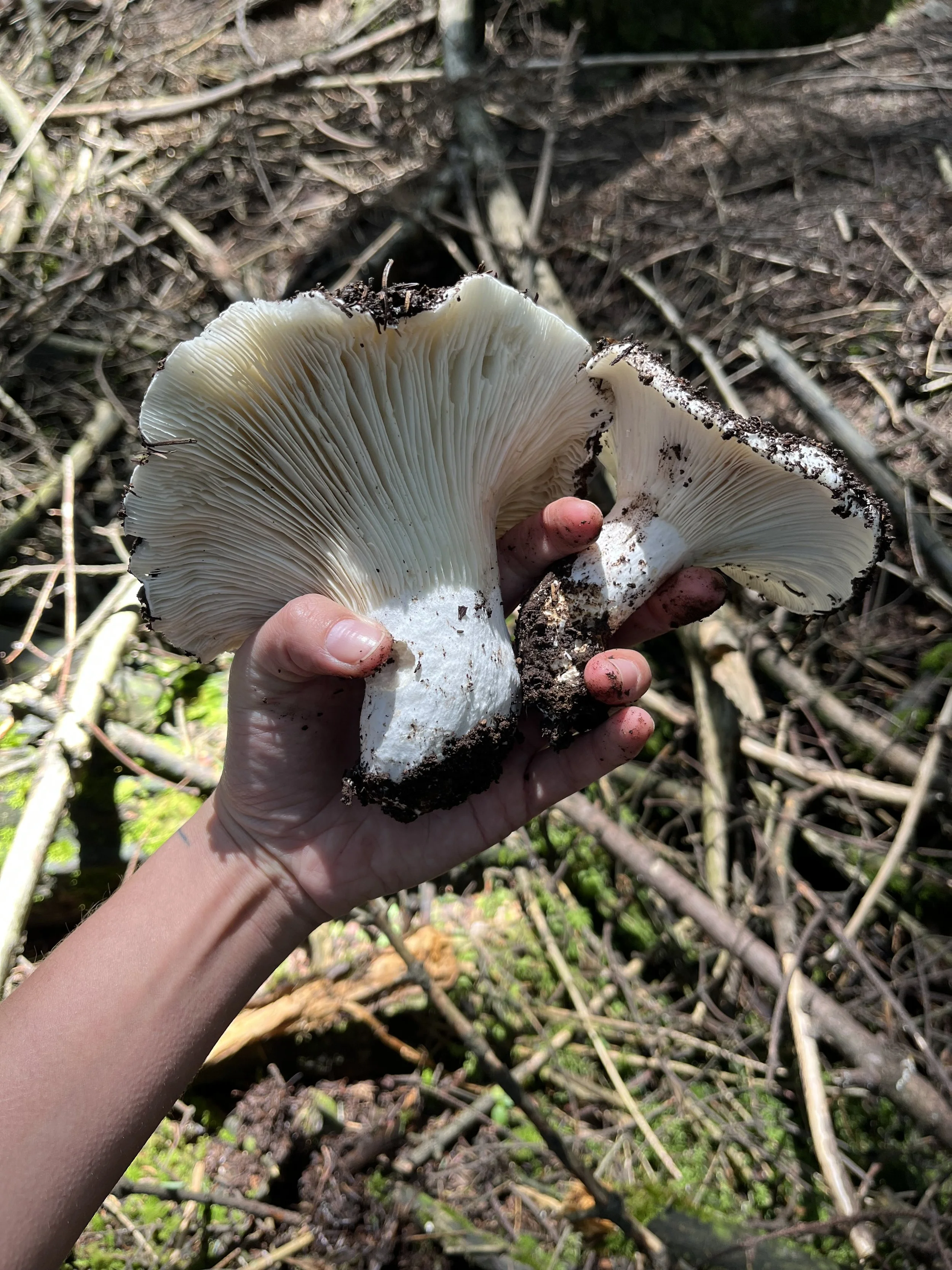 Un dedo sujetando un hongo blanco con láminas en un entorno de hojas y ramas secas.