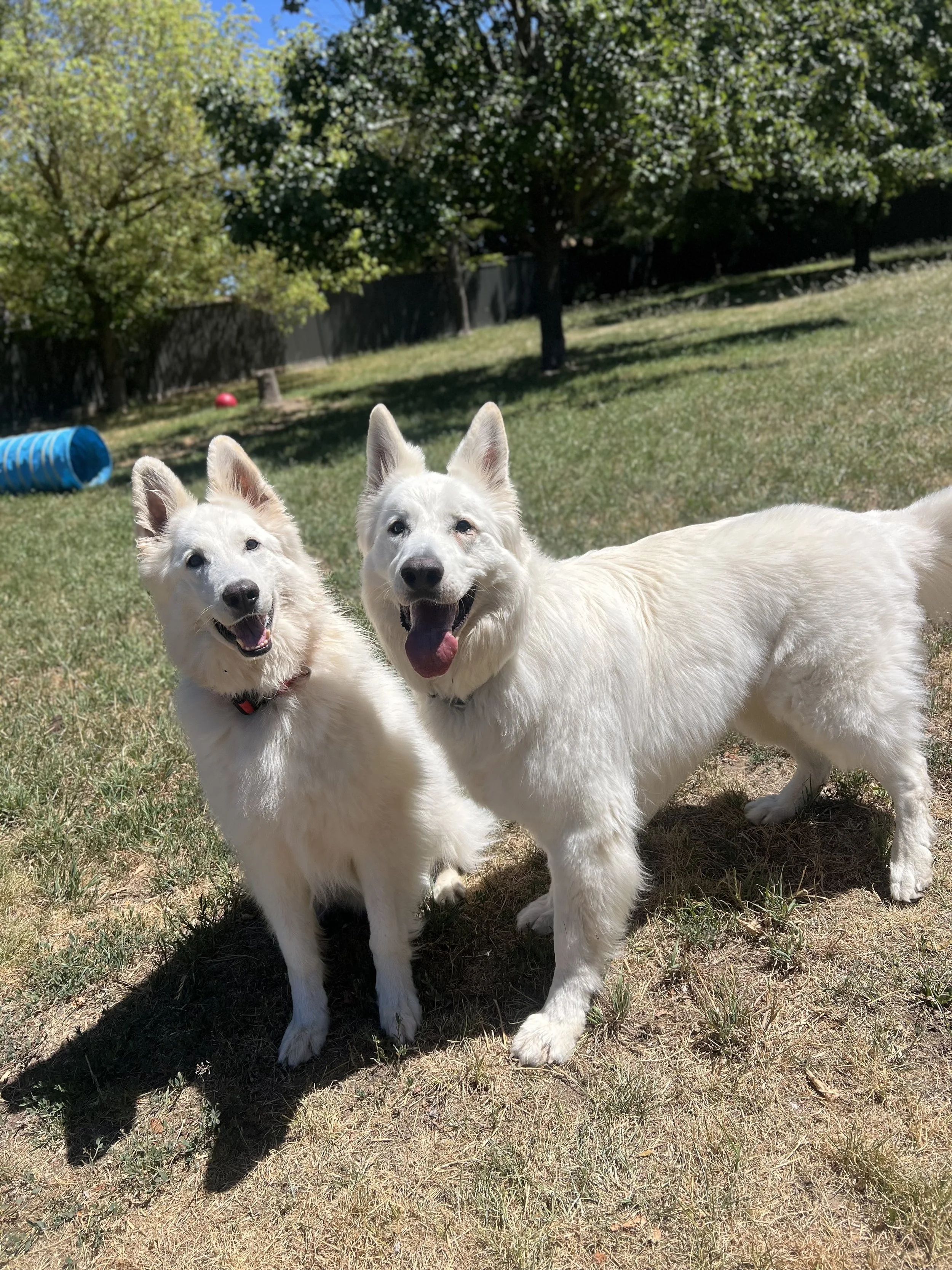 Two white dogs, likely huskies, standing on grass in a backyard with trees, a blue tunnel, and a red ball visible in the background during sunny weather.