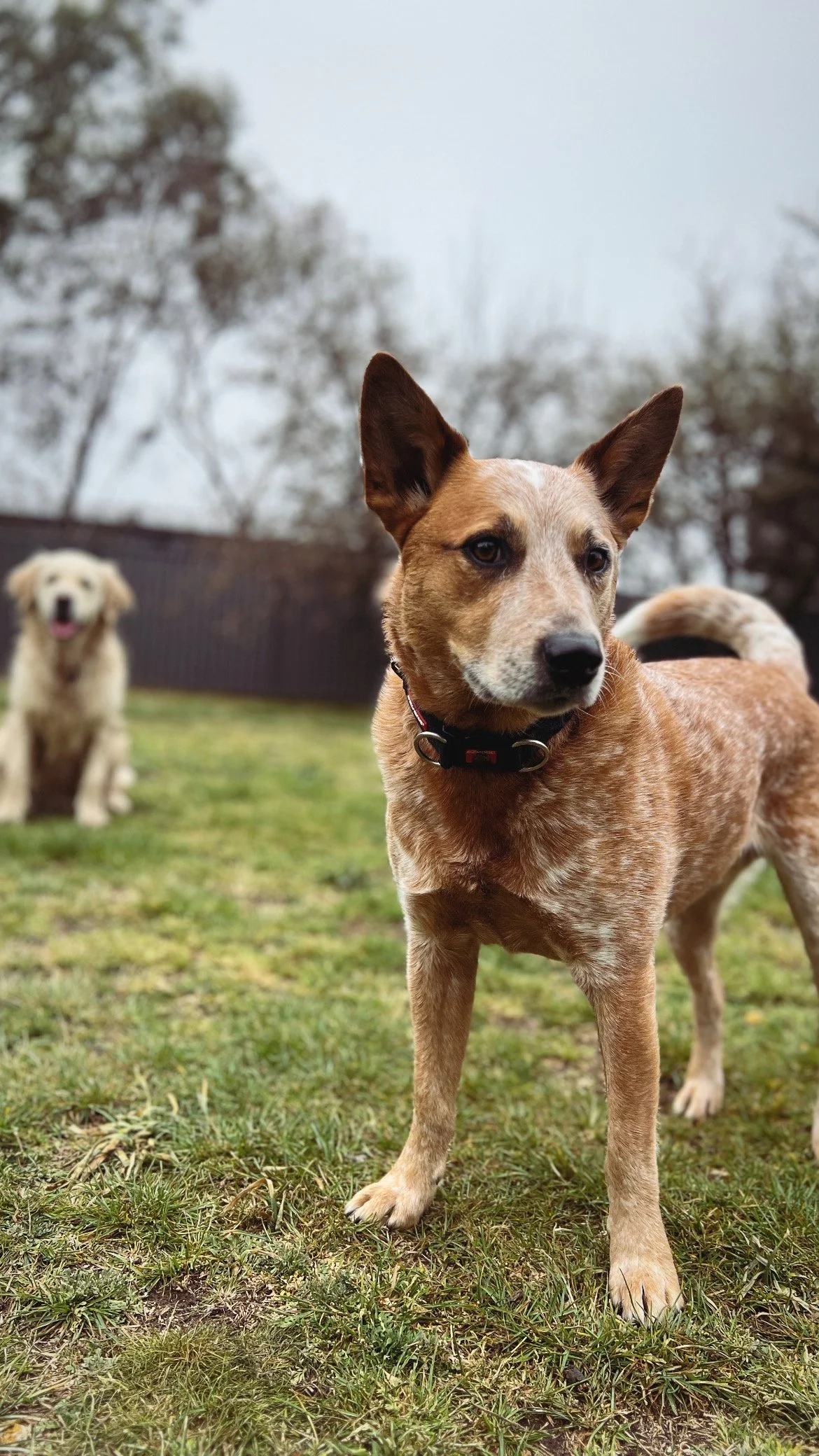 A curious mixed-breed dog with pointy ears and a black collar standing outdoors on grass, with a blurred Golden Retriever in the background on a cloudy day.