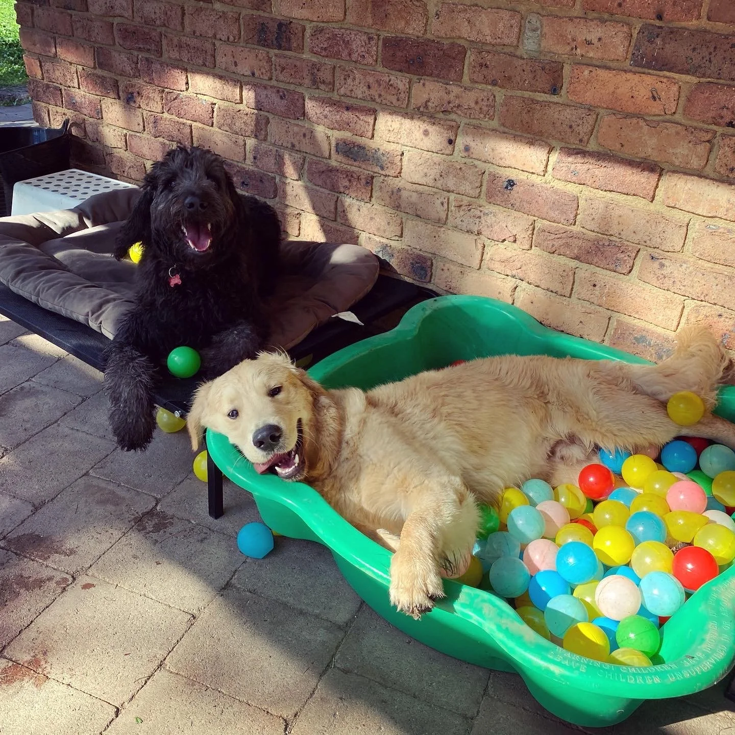 Two puppies, one black and one golden, playing near a green plastic kiddie pool filled with colorful plastic balls on a paved outdoor area against a brick wall.