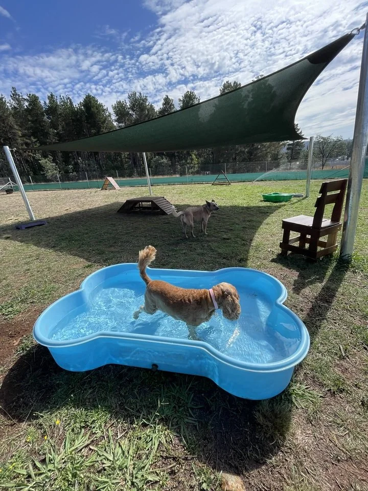A small dog swimming in a blue plastic kiddie pool outdoors under a shade sail, with another dog standing on the grass nearby amidst outdoor furniture and trees.