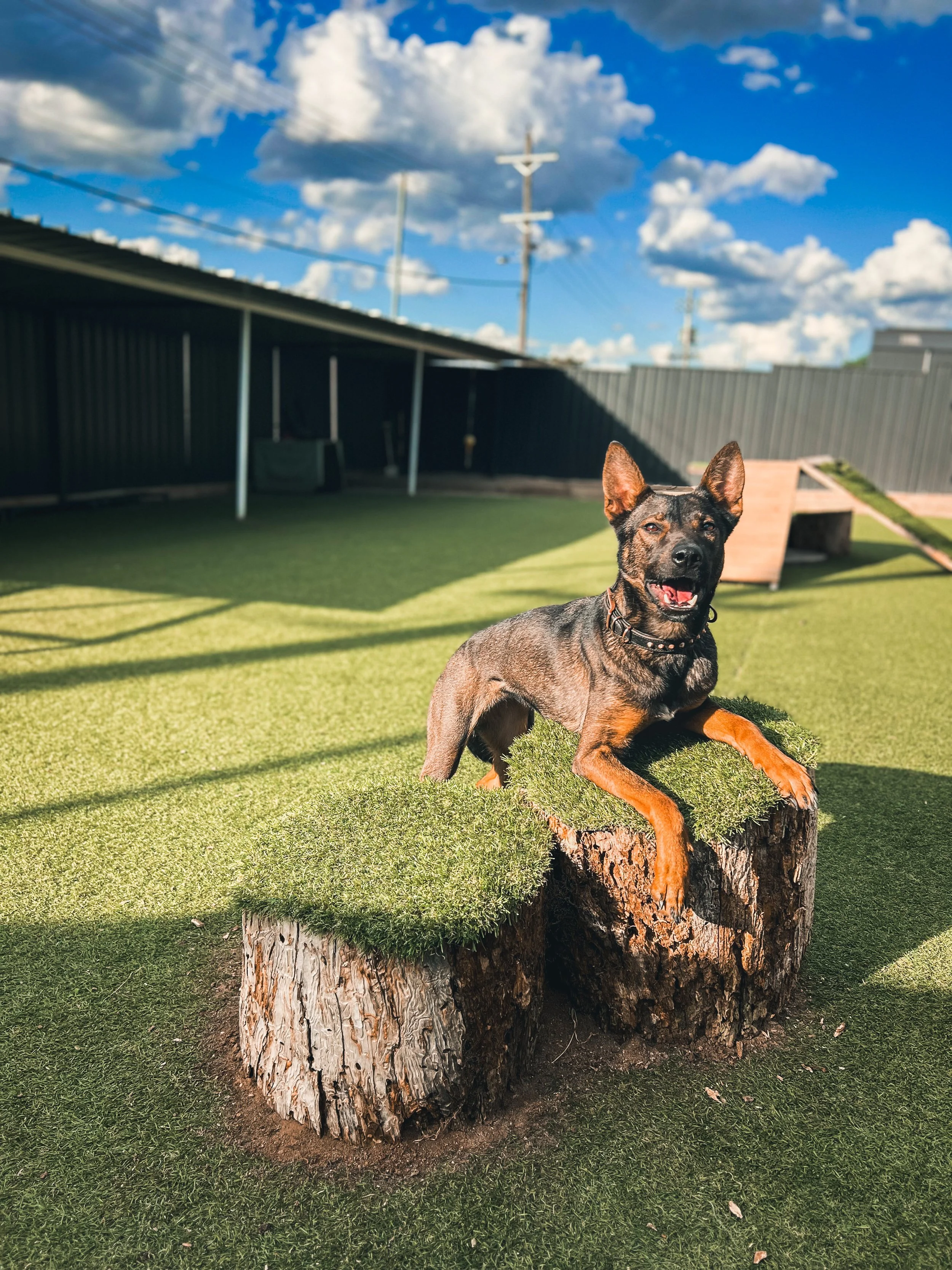 A dog with dark fur and reddish-brown legs sitting on a tree stump in a backyard with green grass, a black fence, and a partly cloudy blue sky.