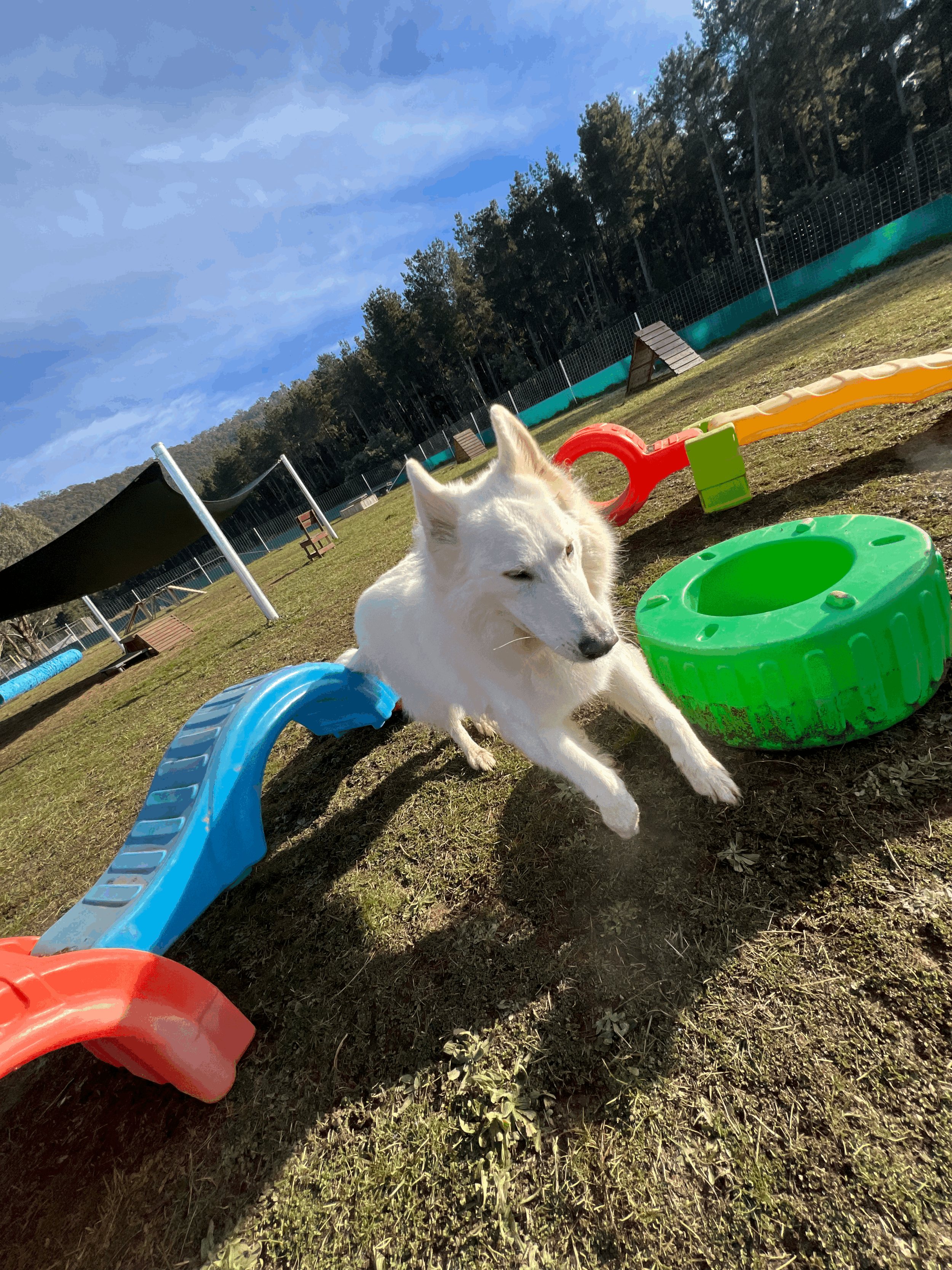A white dog sitting in a dog park with agility equipment, including a blue slide, a red hoop, and a green tunnel, surrounded by trees under a cloudy sky.