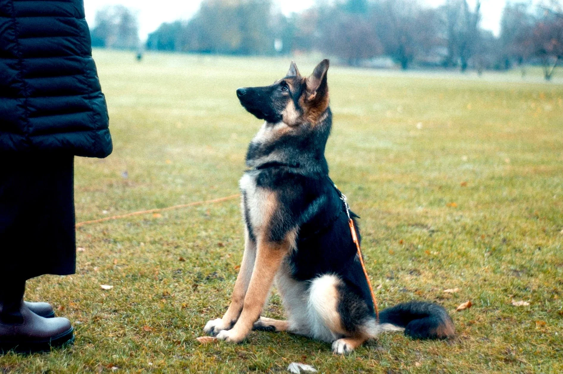 A German Shepherd puppy sitting on the grass in a park, looking attentive with a person standing nearby.