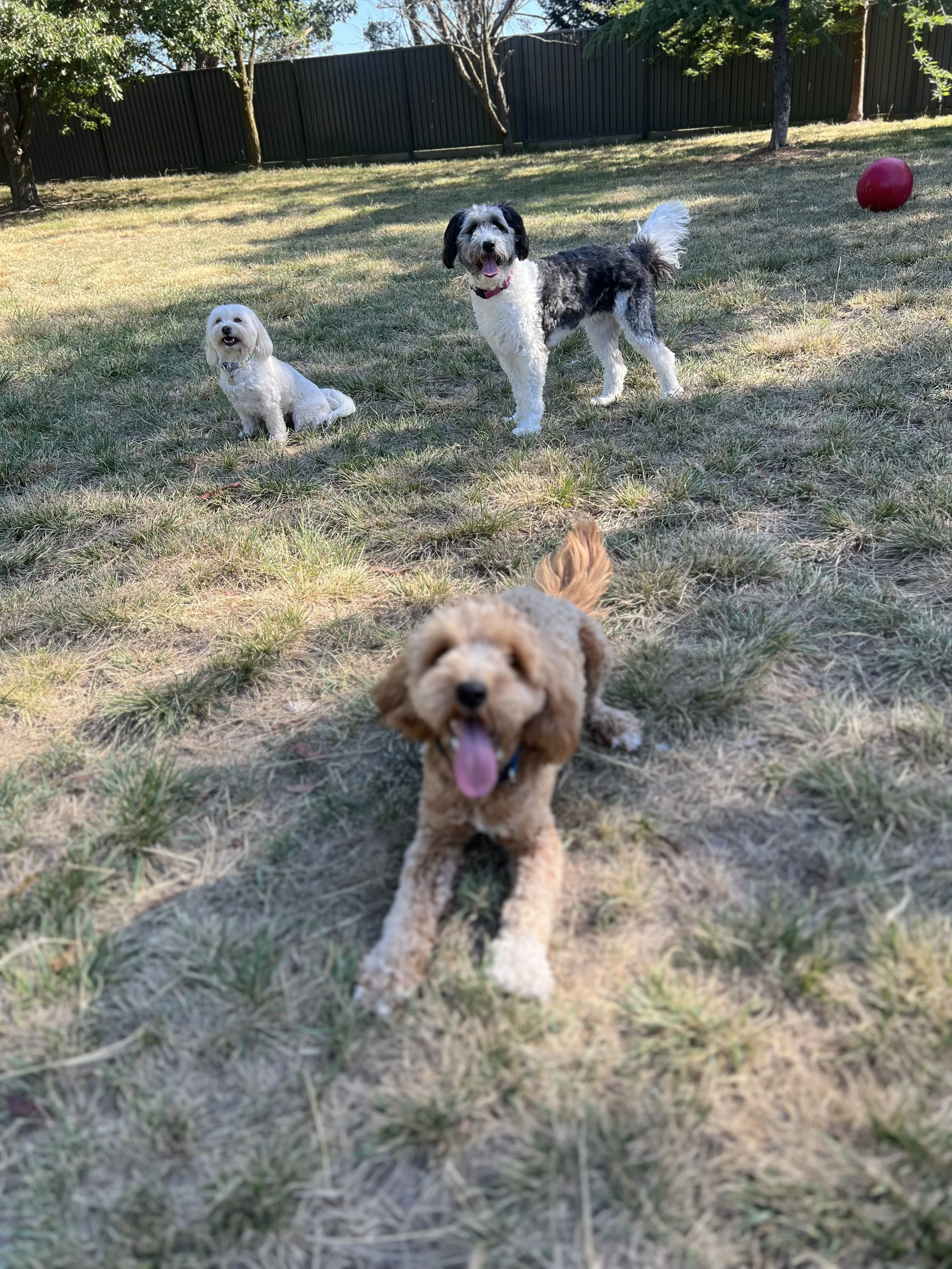 Two dogs playing outside on a grassy yard with trees and a fence in the background. One dog in the foreground is a Cream-colored puppy with long ears, and the other in the middle background is a black and white dog with a fluffy tail. A red ball is on the grass near the fence.