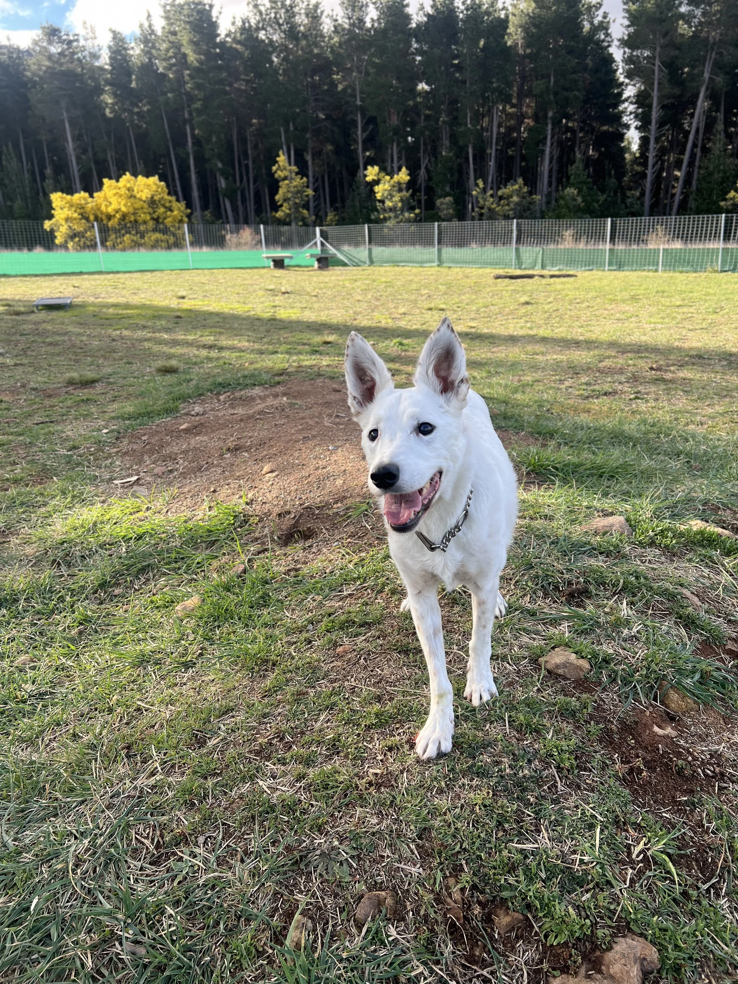 A white puppy with blue eyes running on grass in a park with trees and a green fence in the background.