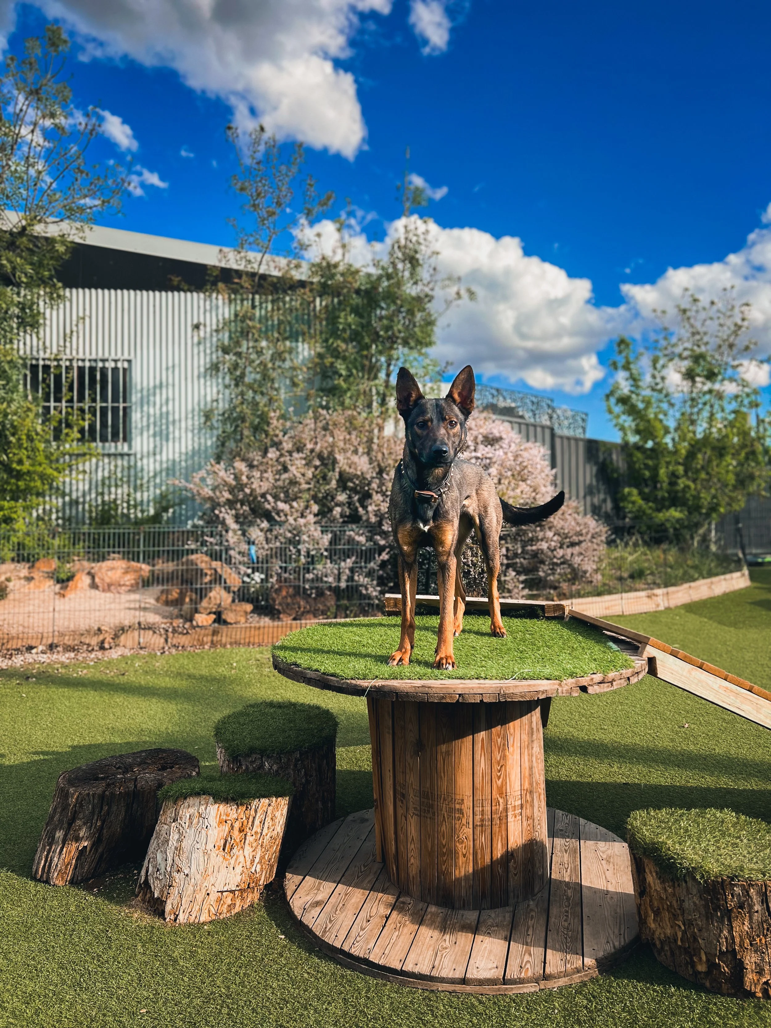 A dog standing on a circular wooden platform surrounded by large tree stumps outdoors under a blue sky with clouds and trees in the background.