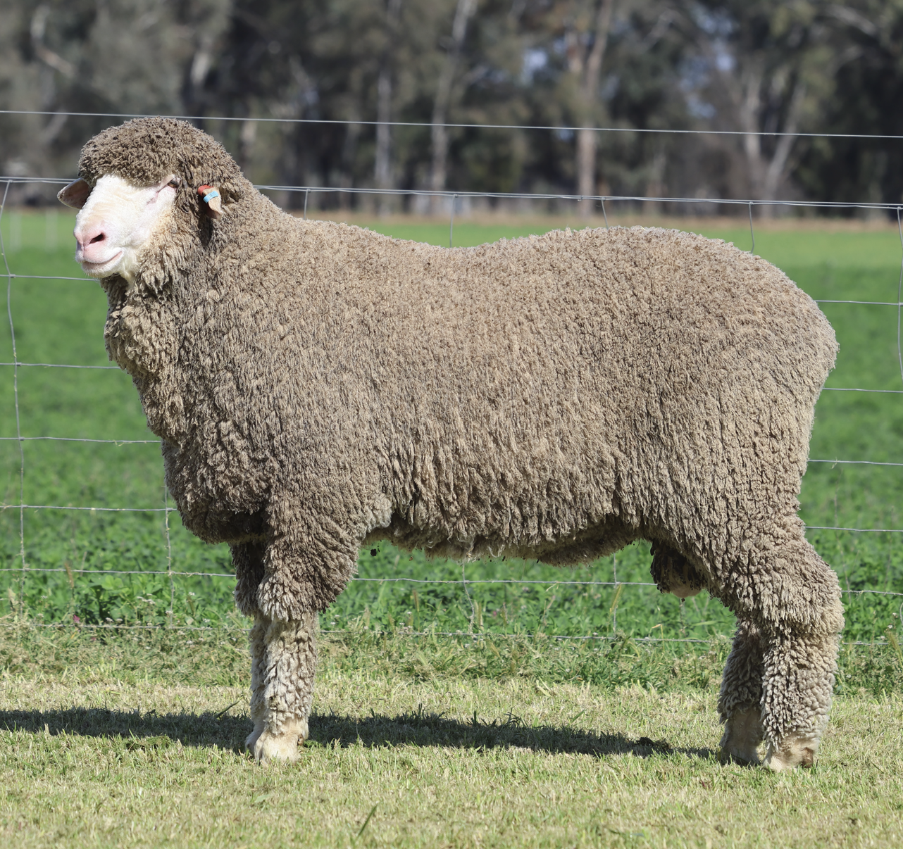 Image of Wiringa Semen Sire. A sheep with thick, curly wool standing in a grassy field near a wire fence, with trees visible in the background.