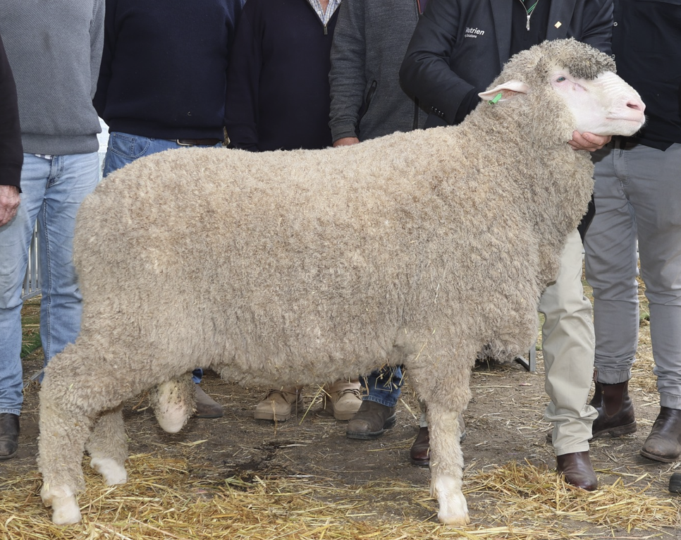 Image of Wiringa Semen Sire. A large sheep with thick wool being held by people in a farm setting.