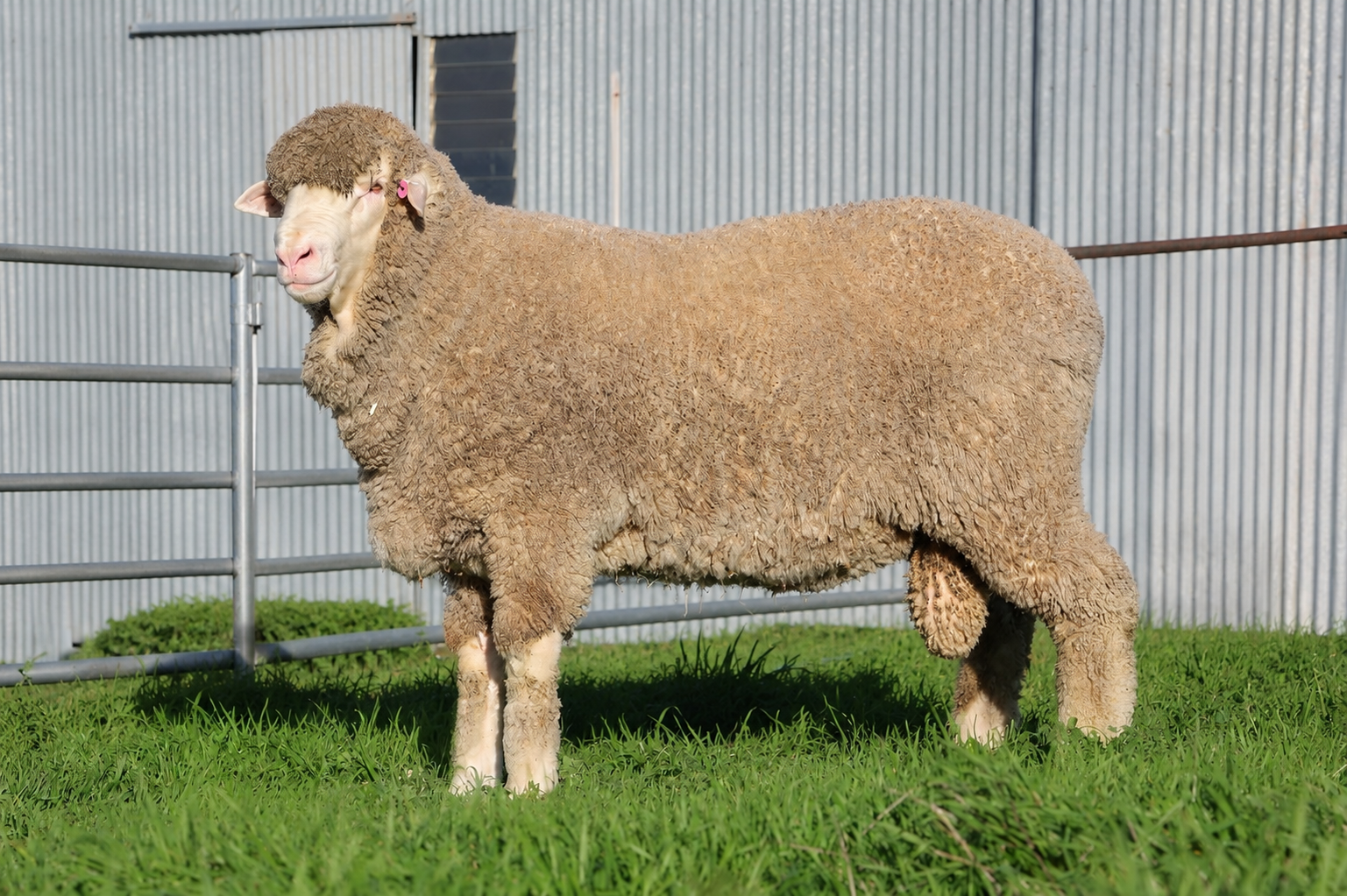 Image of Wiringa Semen Sire. A sheep with a thick woolly coat standing on green grass in a fenced outdoor area.