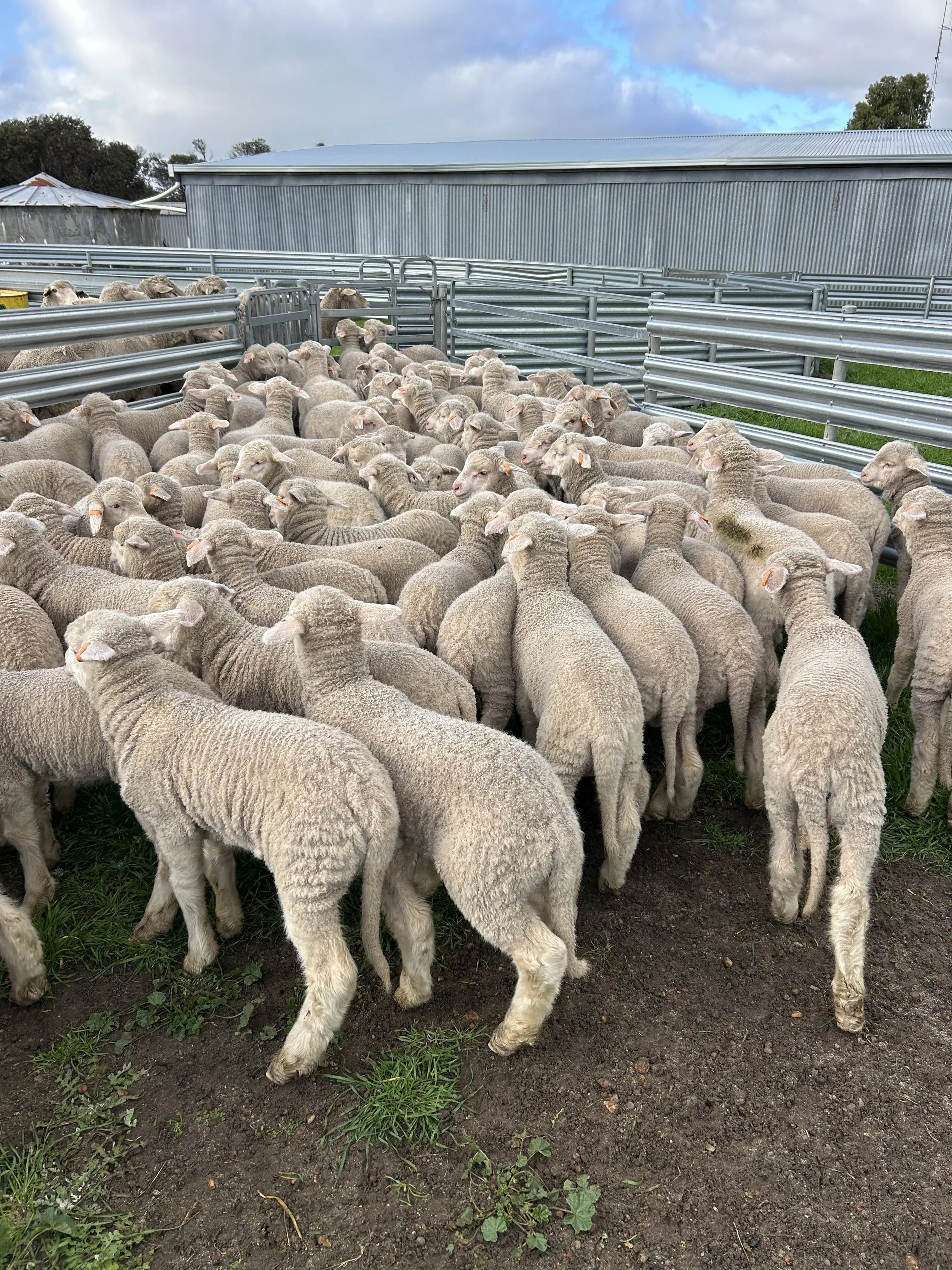 Image of Wiringa sheep in yard in preparation for a ram sale