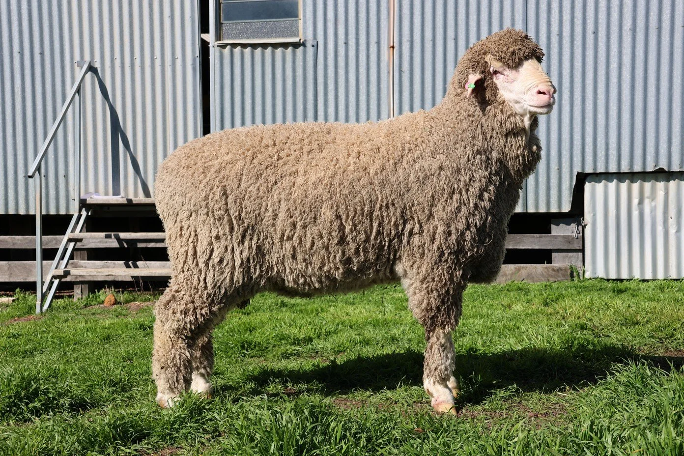 Wiringa Park Ram for sale