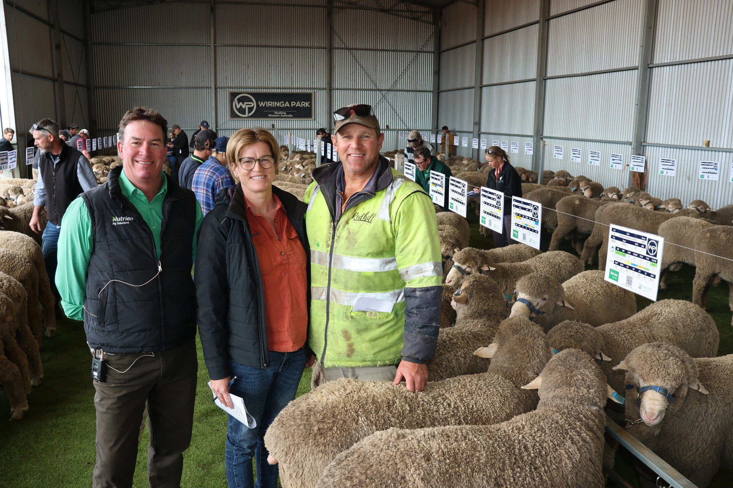 Wiringa Park Sheep on display at a Ram Sale. Group of three people standing in front of sheep inside a barn at Wiringa Park in Western Australia during a sheep event or exhibition.