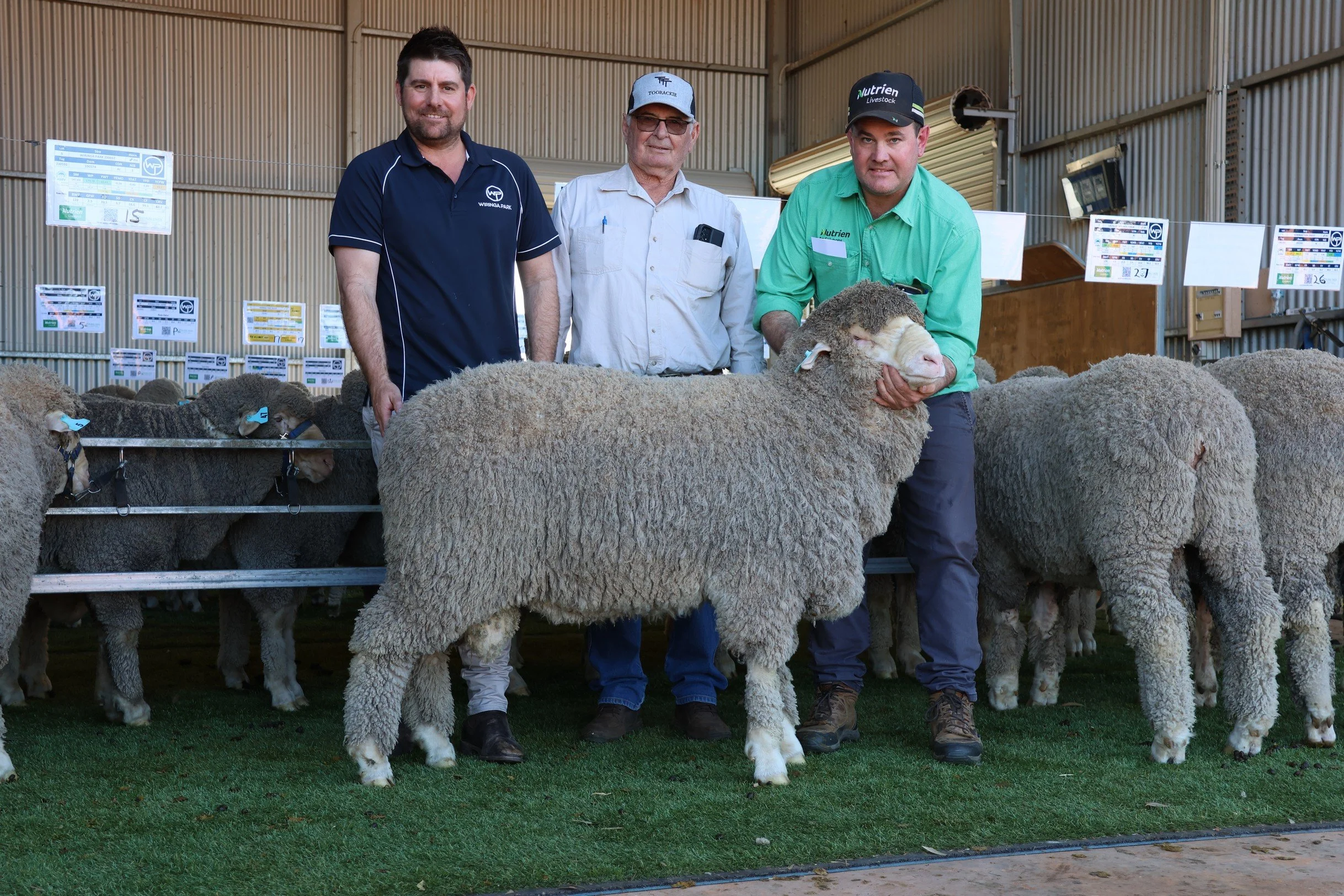 Wiringa Park Sheep in display at a ram sale., Three men standing behind a sheep at an indoor livestock auction or exhibition, with sheep pens and informational signs in the background.