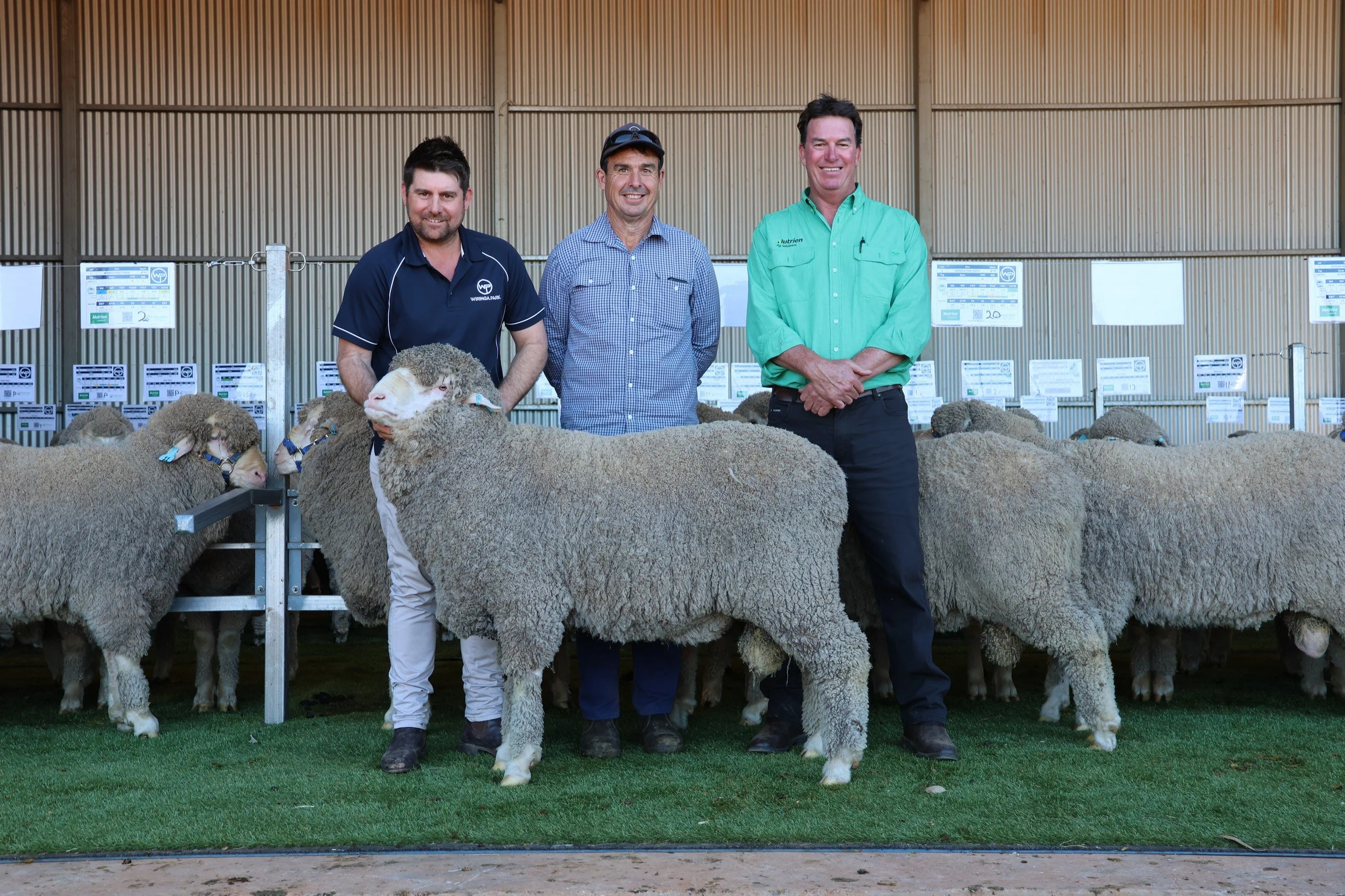 Winning Wiringa Sheep with three men standing with sheep inside a barn or livestock facility.
