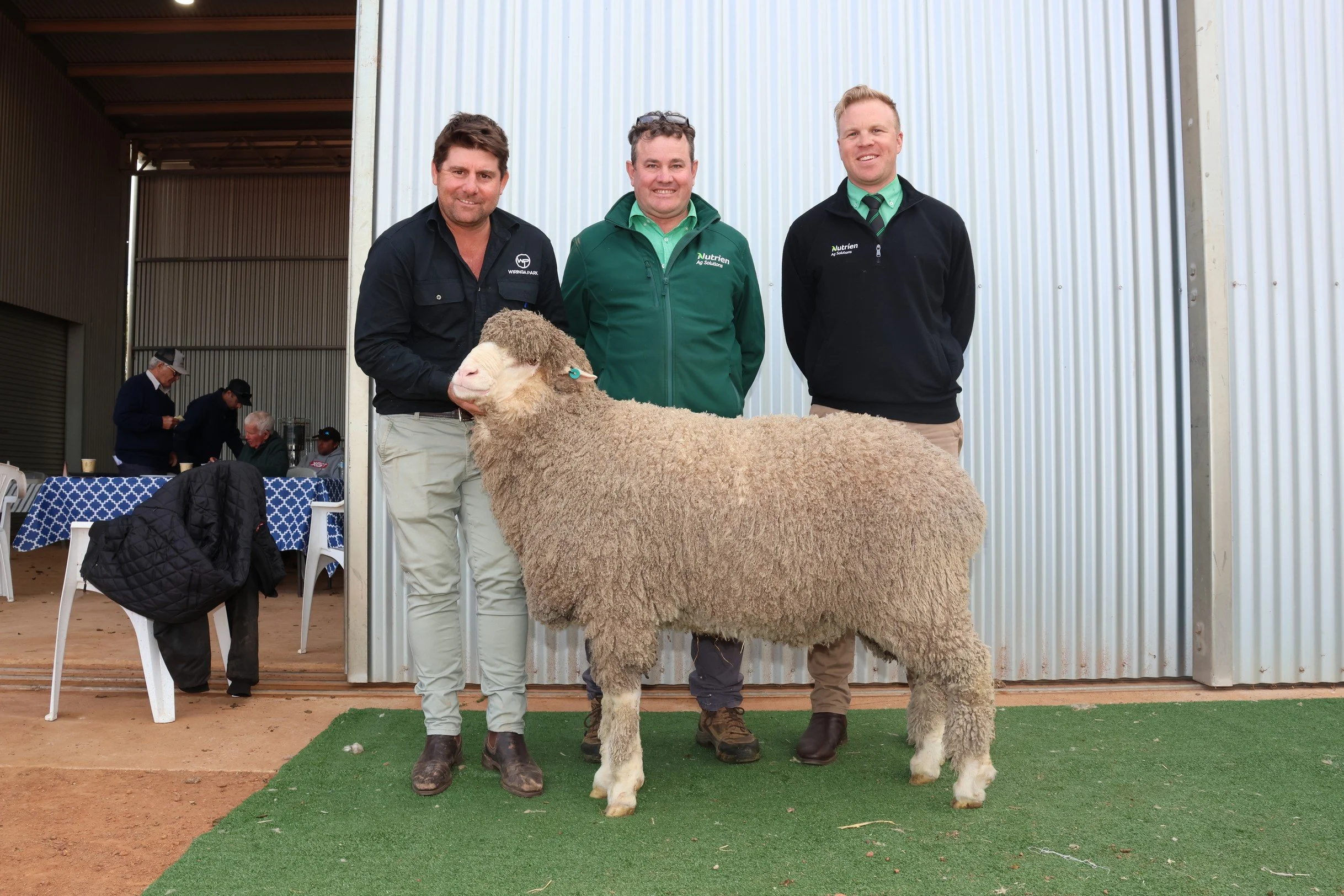 Winning Wiringa Park Sheep on display. Group of five men standing behind a sheep at an agricultural event, with some seated individuals and metal building in the background.