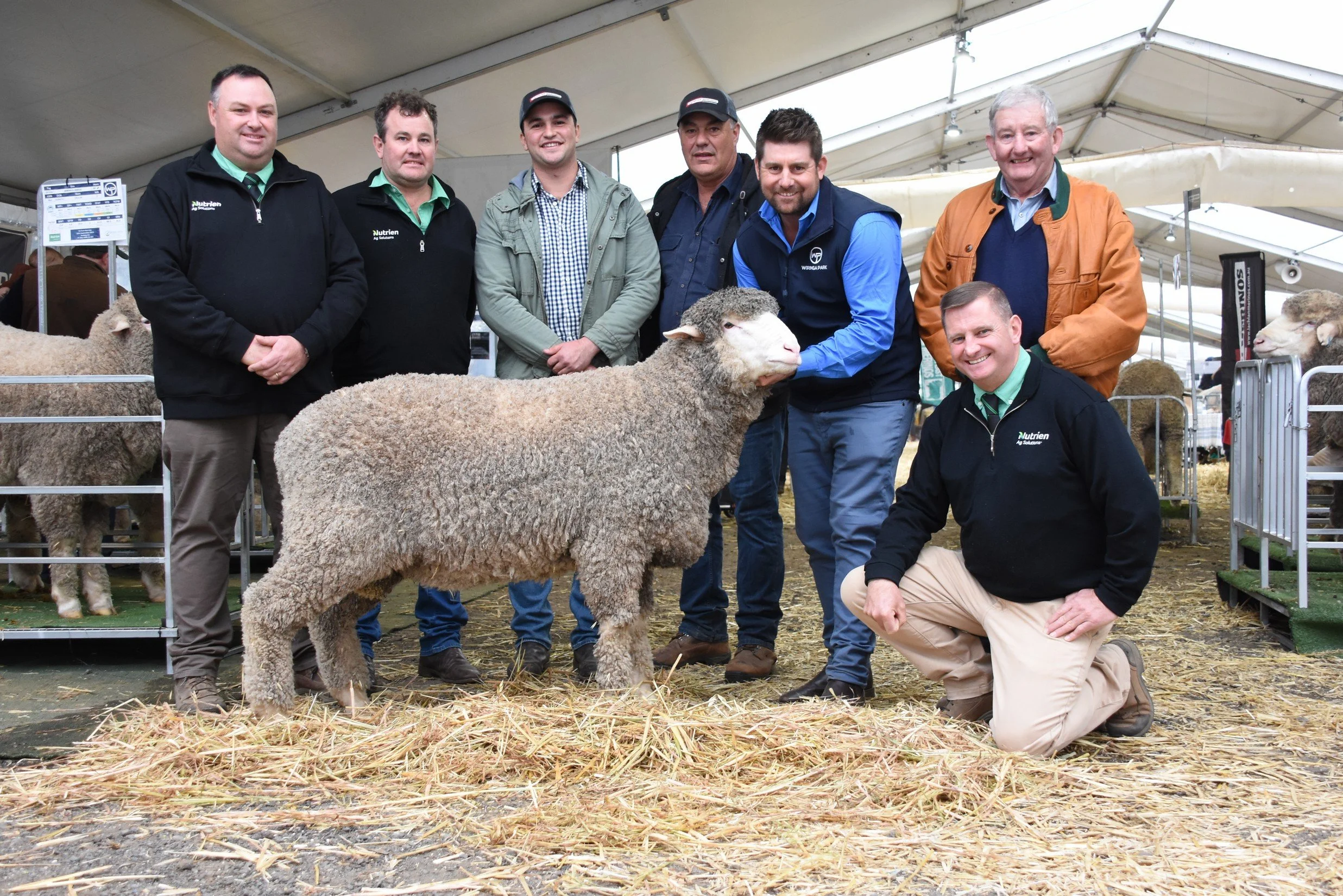 Wiringa Park Sheep on display at a Ram sale. Group of men at an indoor sheep exhibition, with one kneeling beside a sheep in the foreground, all smiling.