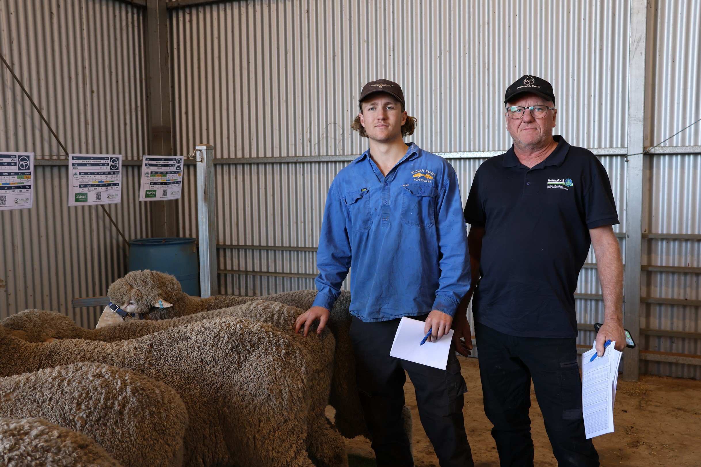 Wiringa Park Ram Display. Two men standing inside a livestock barn with sheep, holding clipboards and documents, with livestock health information charts hanging on the wall behind them.