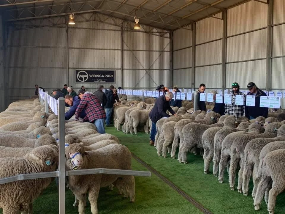 Image of Wiringa Park rams on sale in shed on site at Wiringa Park Property in Nyabing Western Australia