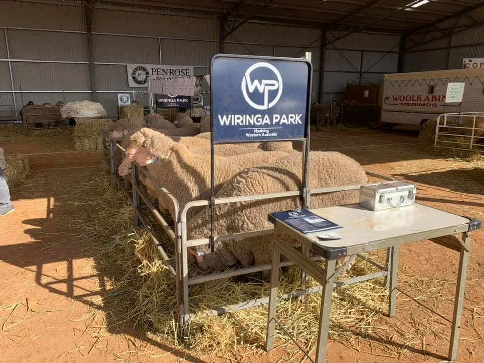 Sheep in a pen at Wiringa Park inside an indoor farm exhibit with signs and hay on the ground.