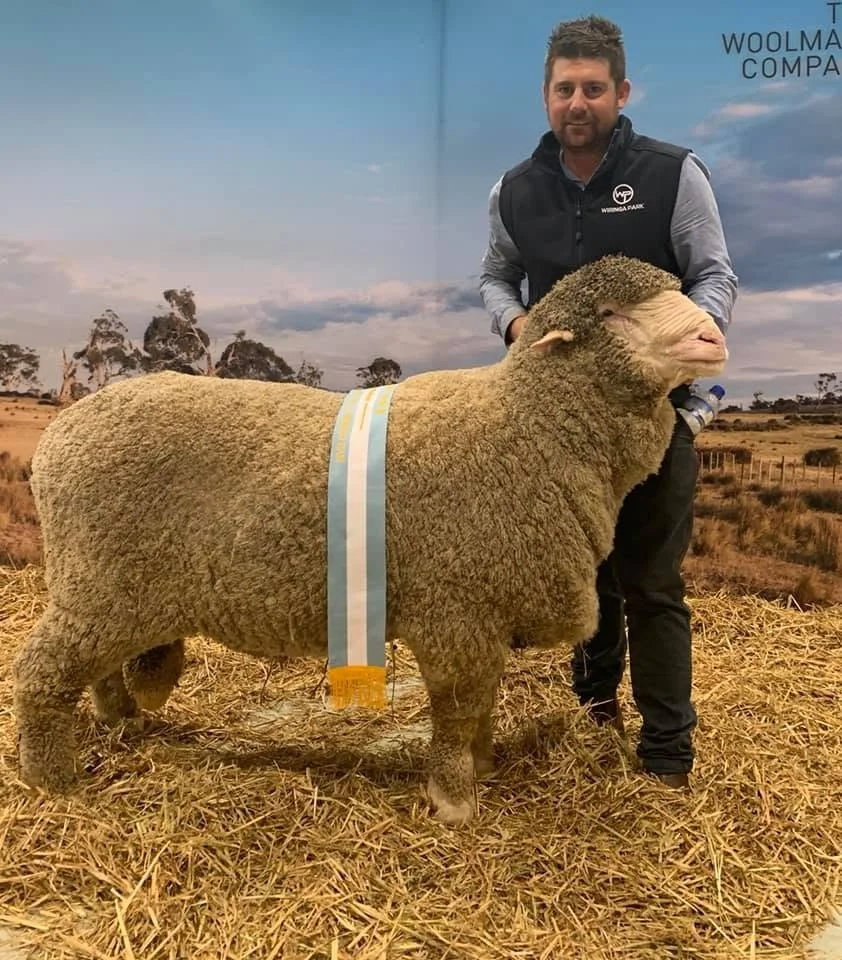 Owner Allan Hobely with award winning Wiringa Park Sheep. A man standing behind a large sheep with a blue and white ribbon laid across its side. The man is wearing a vest with a logo and is outdoors in a rural, agricultural setting.