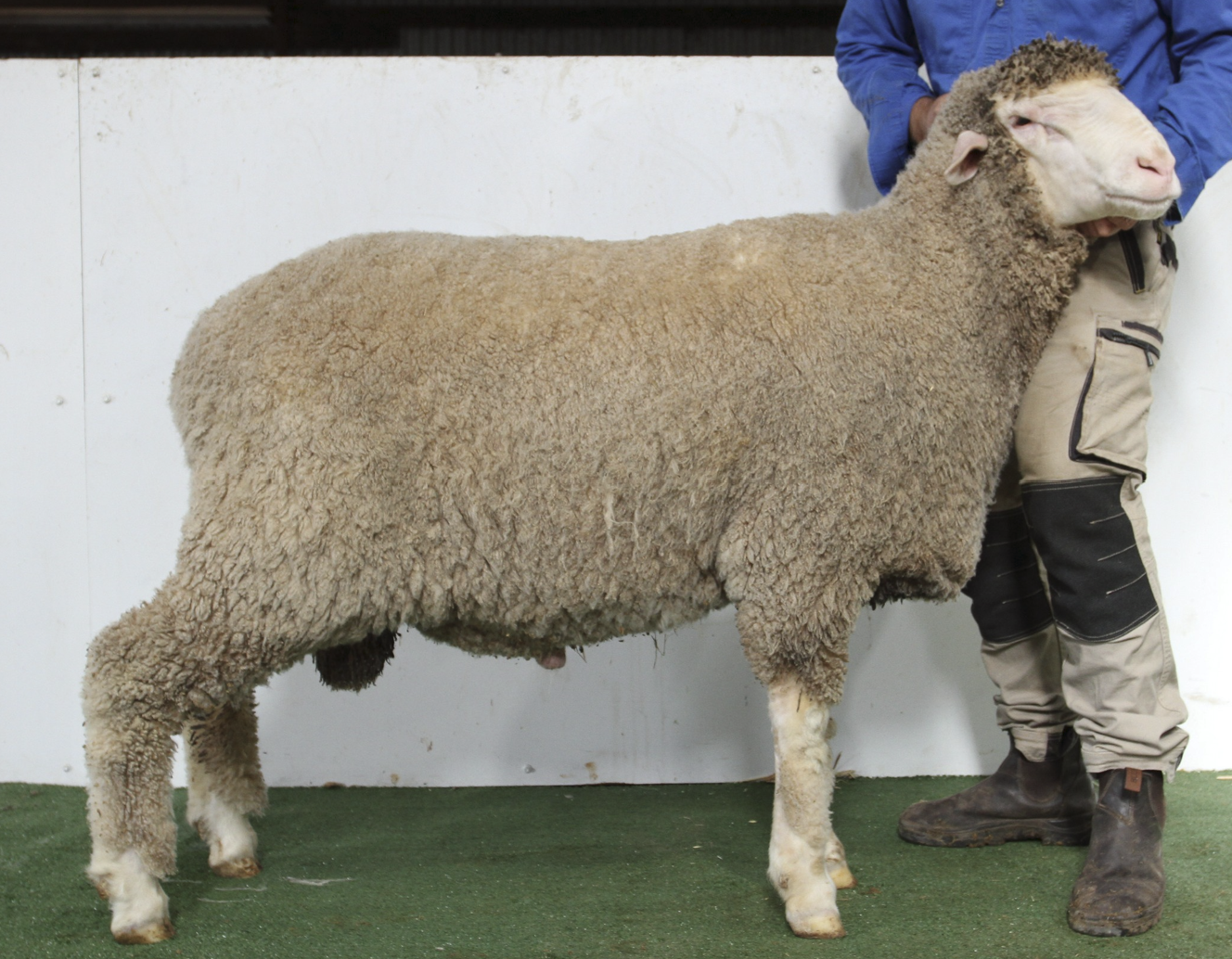 Image of Wiringa Semen Sire. A sheep with thick, curly wool standing indoors on green flooring, with a person in blue and beige standing next to it.