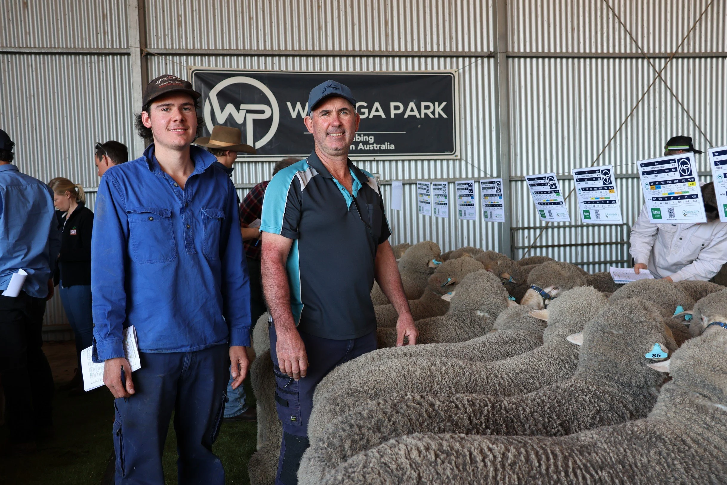 Two men standing in an indoor sheep auction or sale, surrounded by sheep, with a sign for Wiringa Park in the background.
