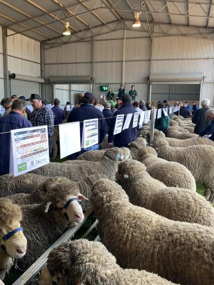 Image of Wiringa Sheep on display at a Ram Sale. Sheep inside an agricultural building being judged at an event with people observing in the background.