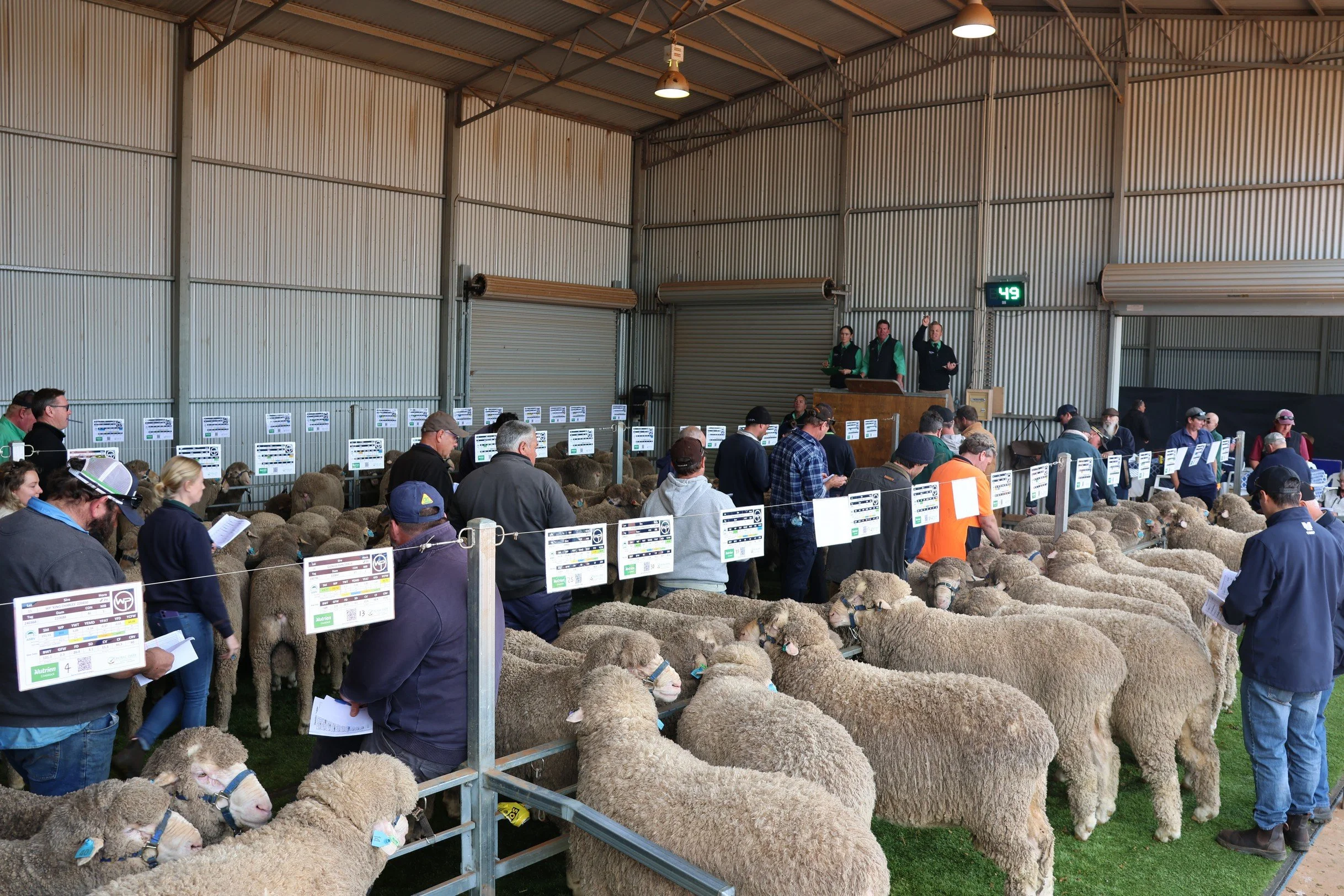 Wiringa Park Sheep on display at a Ram Sale. People attending sheep auction inside a large metal barn, with sheep lined up and auction staff at a podium.