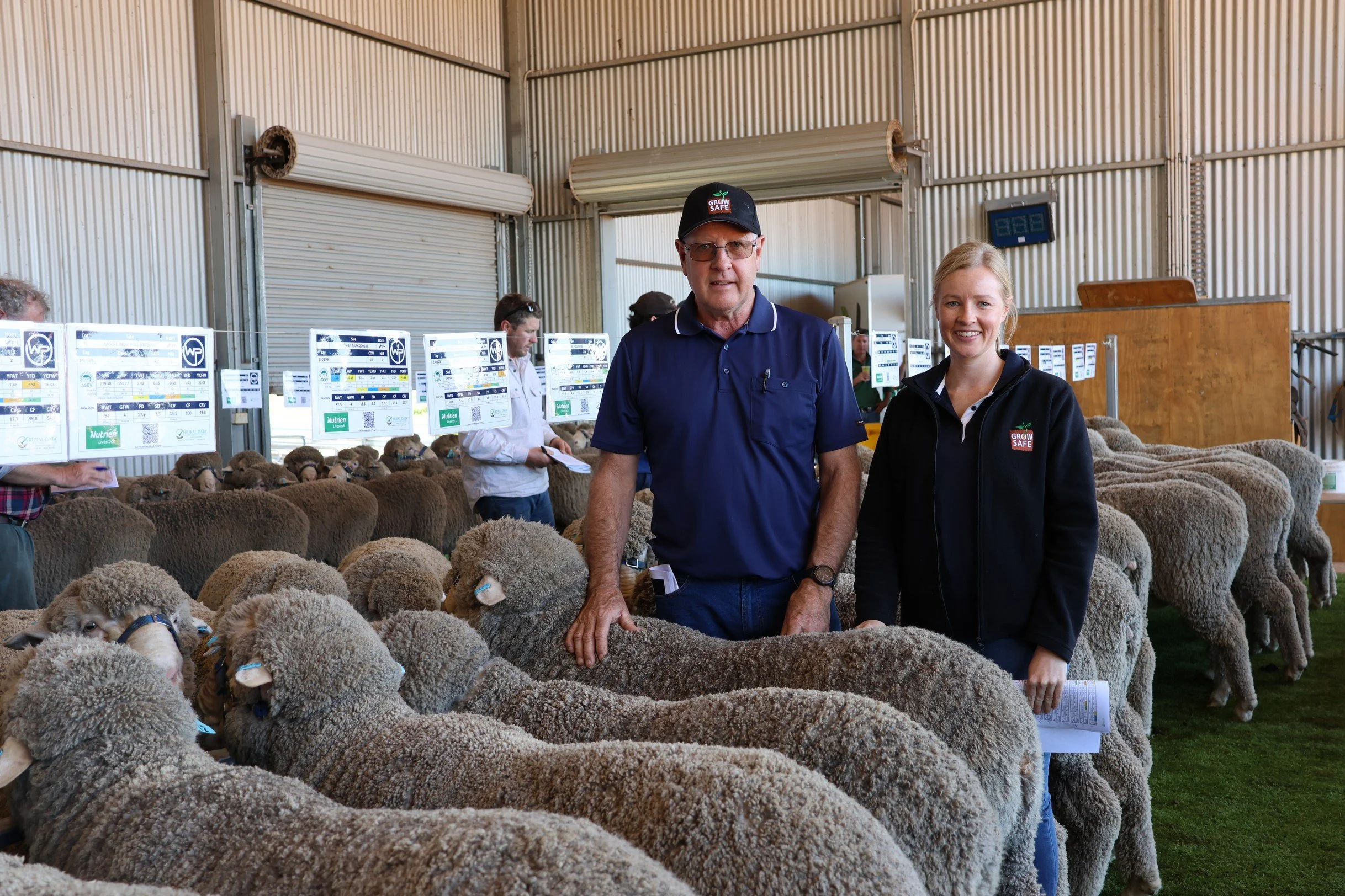 Wiringa Park Sheep on display at Ram Sale. Two people standing in front of a flock of sheep inside an industrial building, with electronic displays and other people in the background.