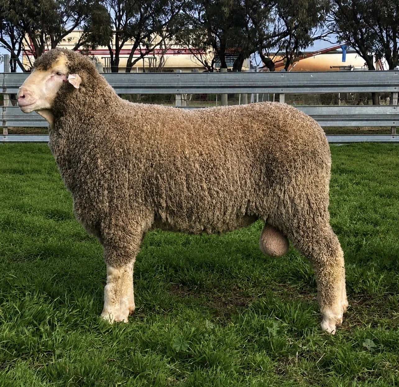 Image of Wiringa Semen Sire. A sheep with a curly, brown fleece standing on green grass, with a metal fence and trees in the background.