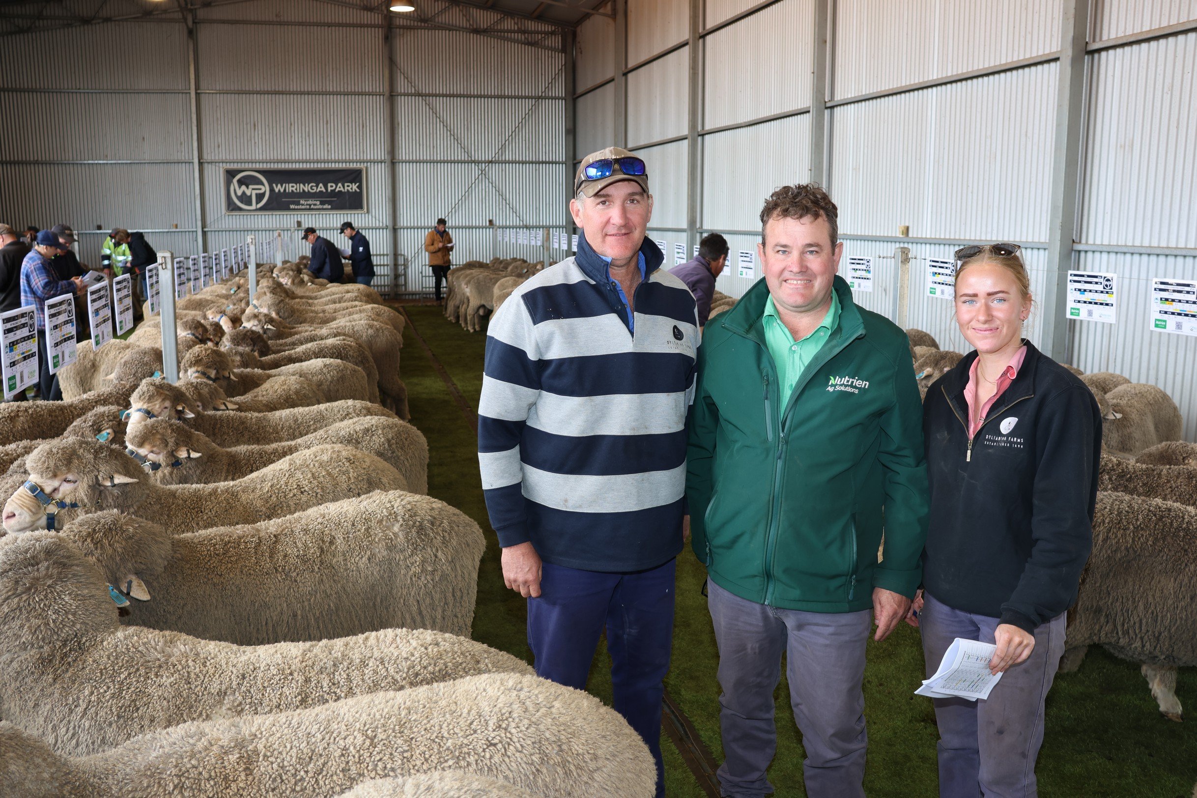Three people standing inside a sheep exhibition tent at WIRINGA Park, with sheep lined up on either side and information signs behind. The individuals are smiling, with one holding papers, and appear to be participating in or observing the event.