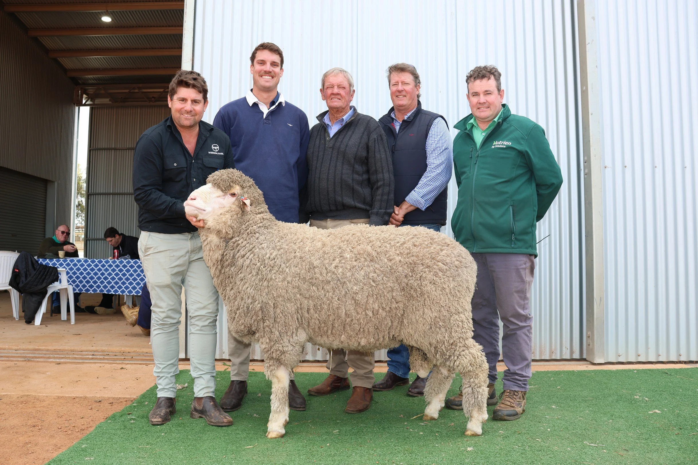 Winning Wiringa Park Sheep on display. Group of five men standing behind a sheep at an agricultural event, with some seated individuals and metal building in the background.