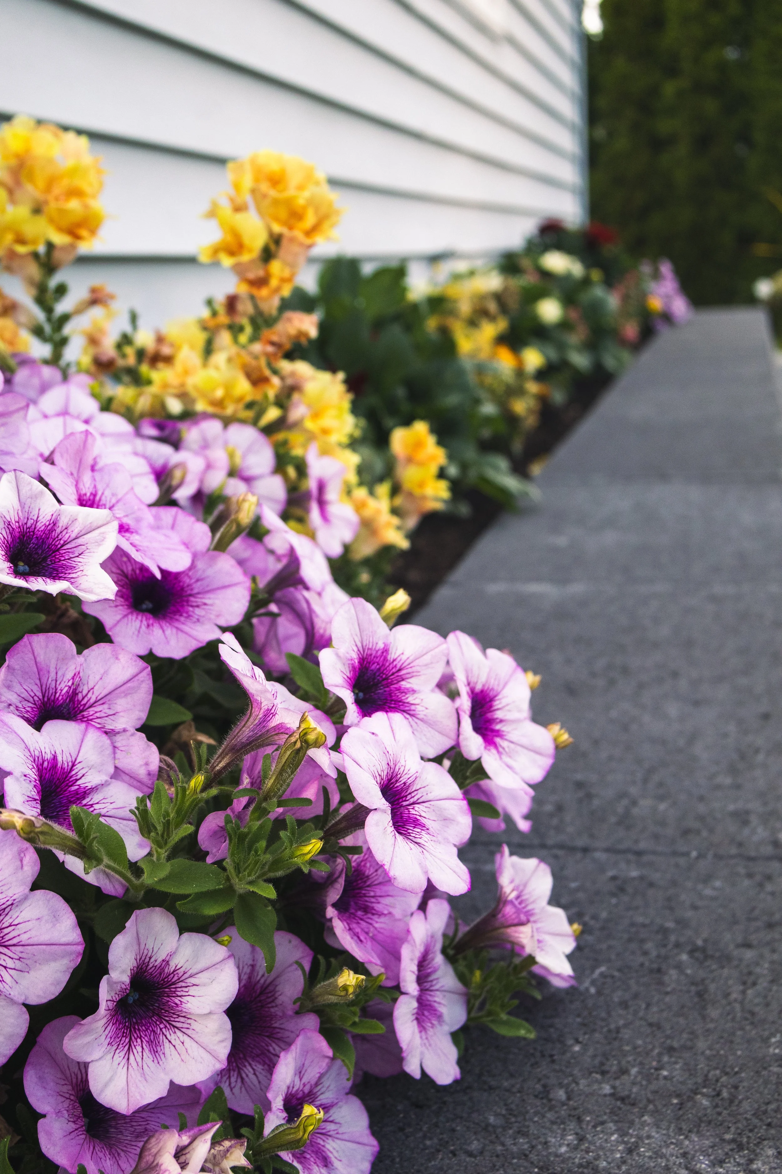 Flower 2.jpg