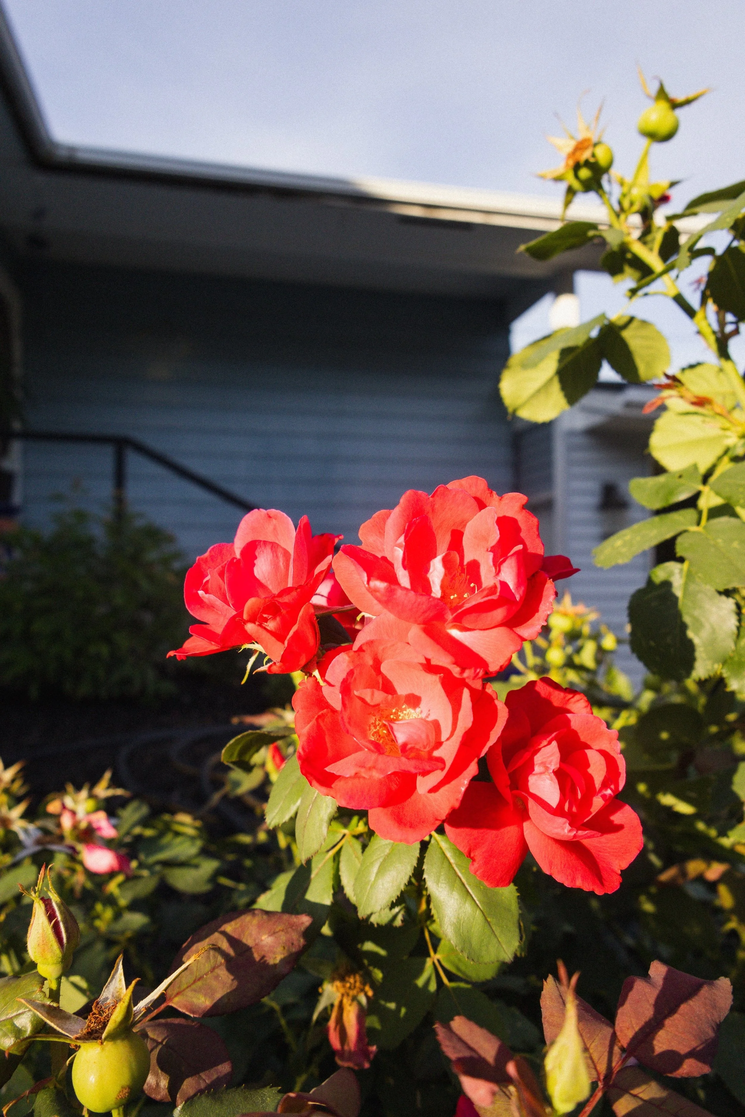 Flower 1 copy.jpg