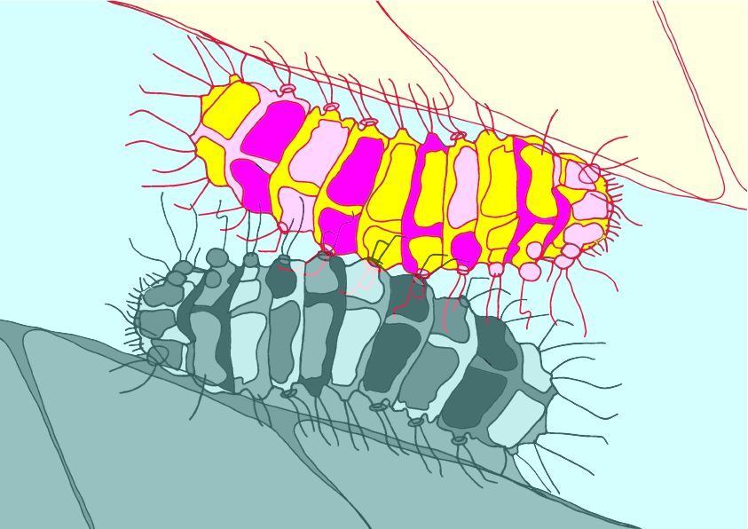 Illustration of two sets of bacteria cells, one in yellow and purple hues and the other in shades of gray, on a light background with red lines indicating flagella.