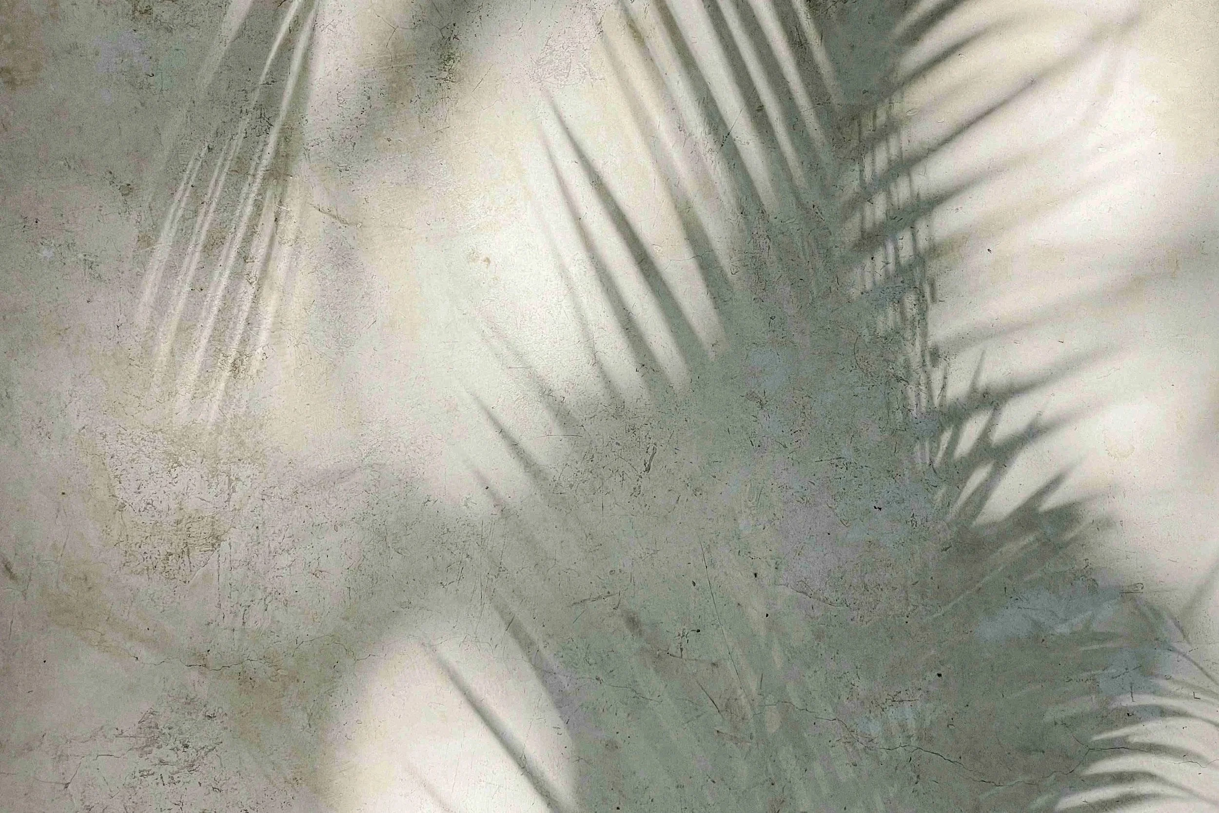 Shadow of a plant with elongated leaves cast on a textured, light-colored wall.