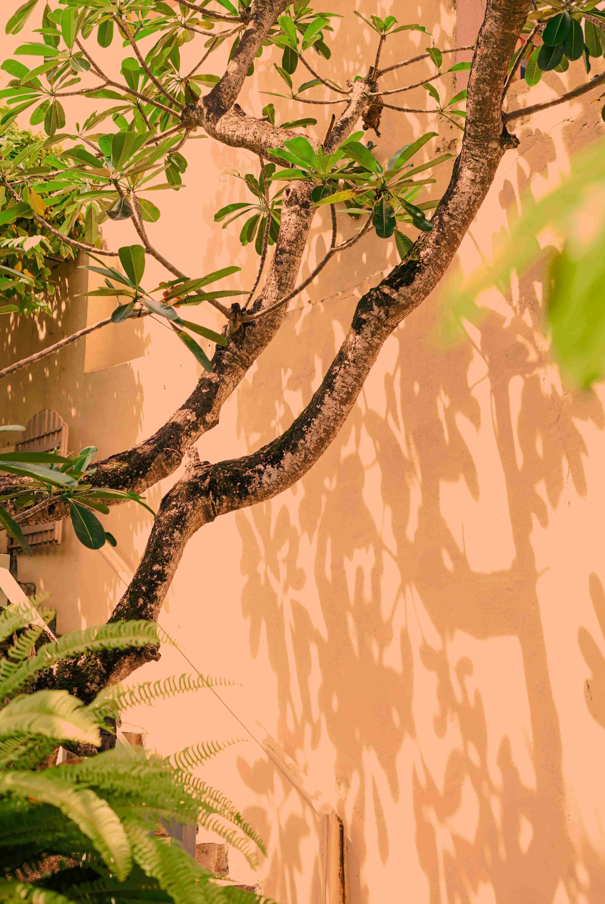 A tree with green leaves and textured brown branches is shown against a peach-colored wall, with shadows of leaves cast on the wall.