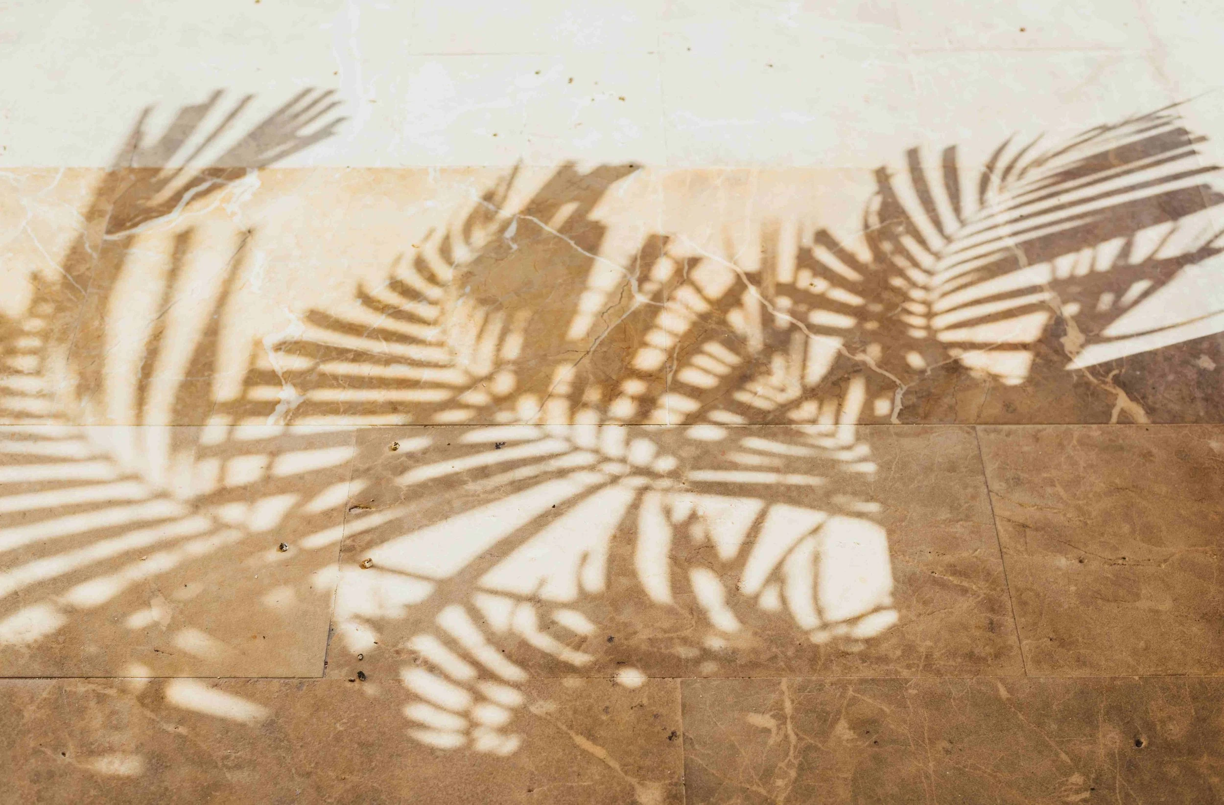 Shadow of a palm leaf cast on a tiled floor with small debris.
