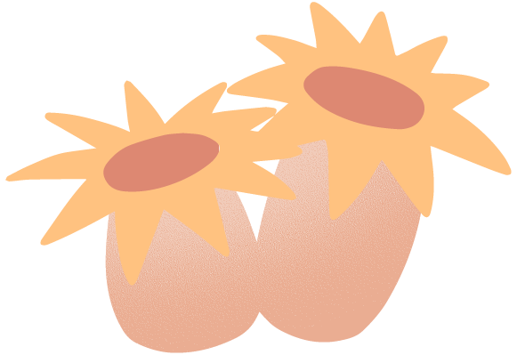 Illustration of a flower coral with spiked petals in blush and orange